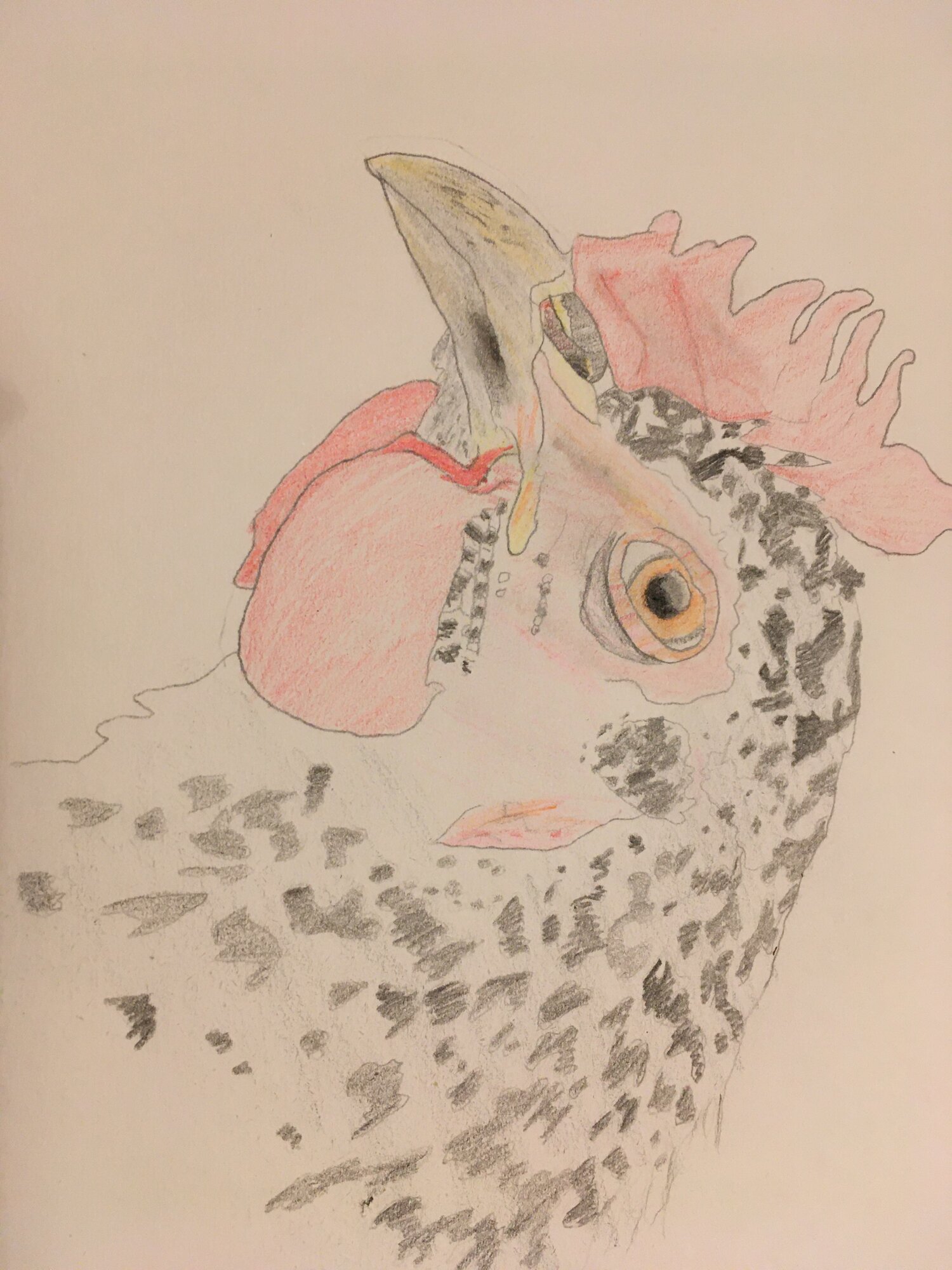 Barred Rock Sketch