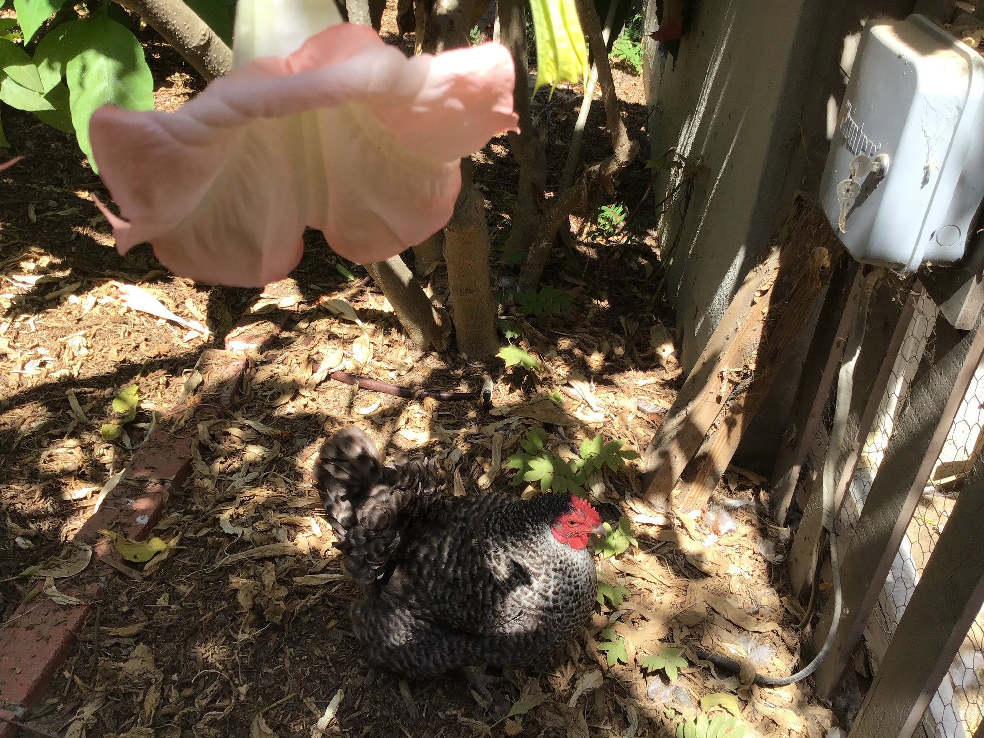 Barred Rock with flower