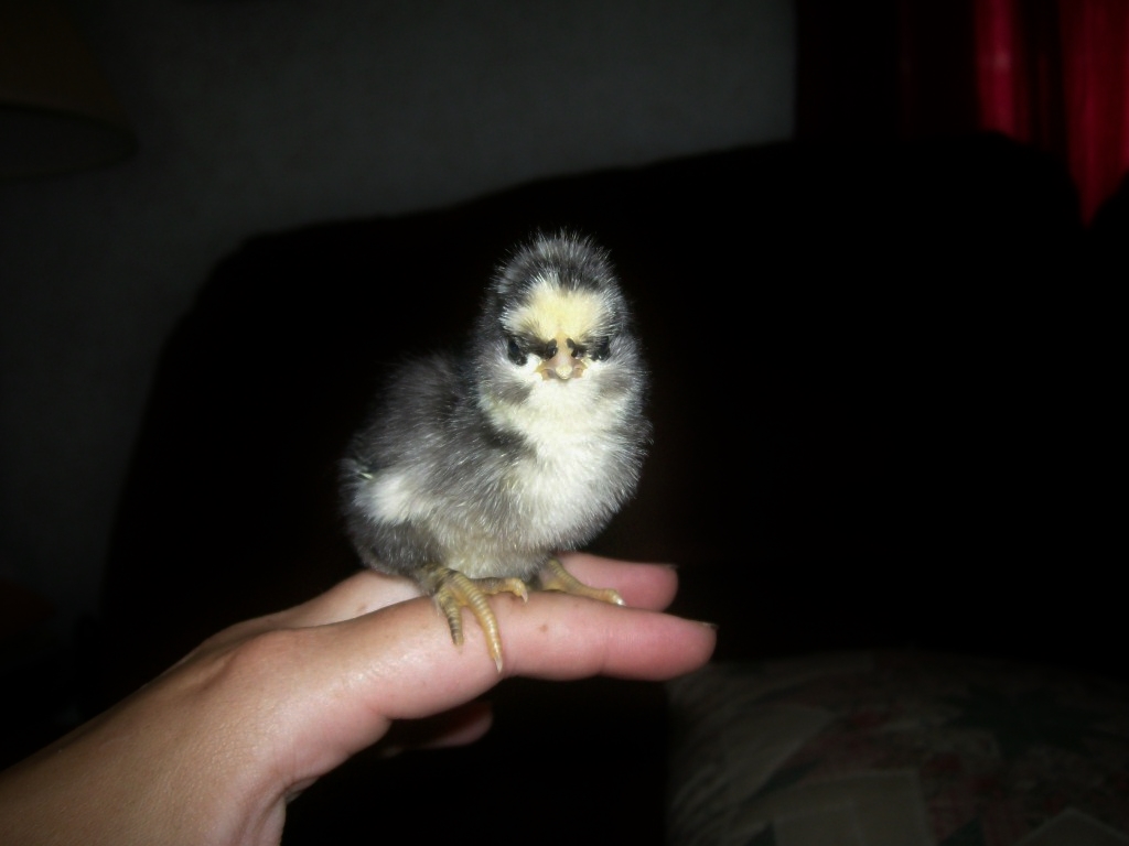 BARRED ROCK X EASTER EGGER
