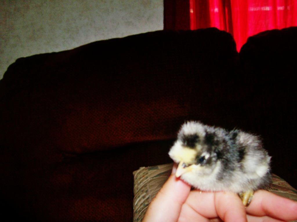 BARRED ROCK X EASTER EGGER