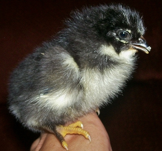 BARRED ROCK X EASTER EGGER
