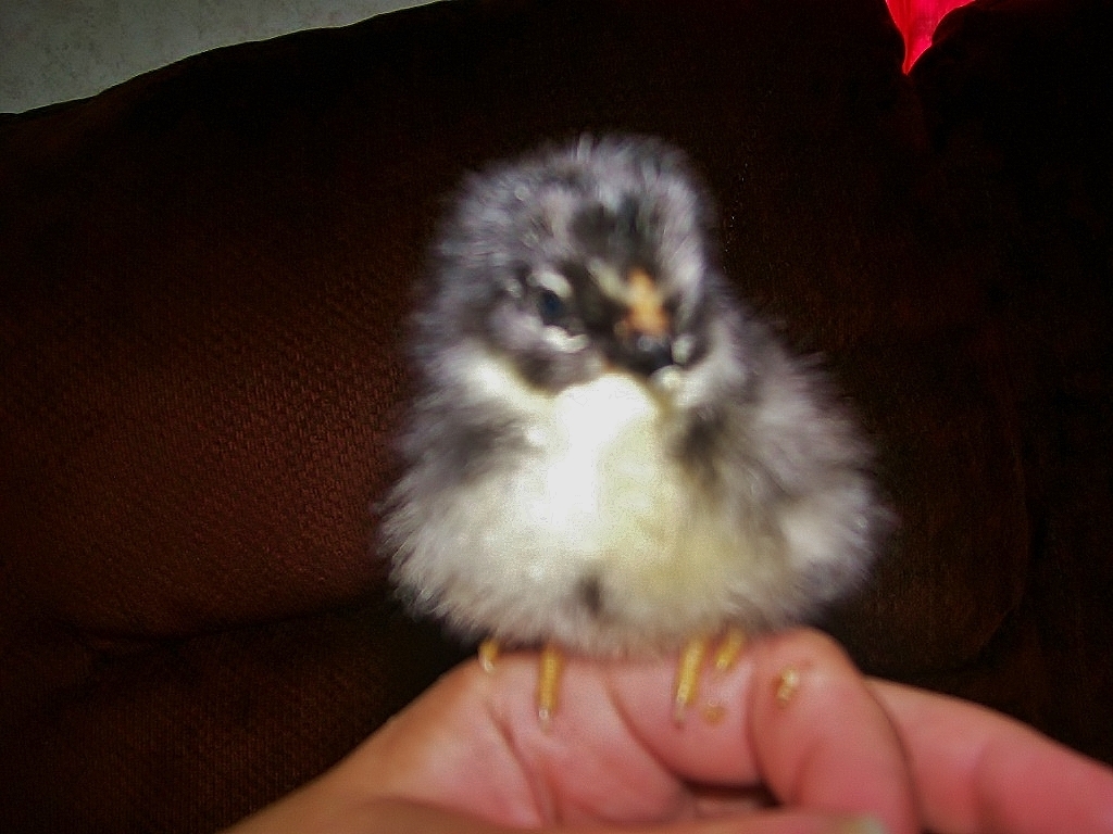 BARRED ROCK X EASTER EGGER