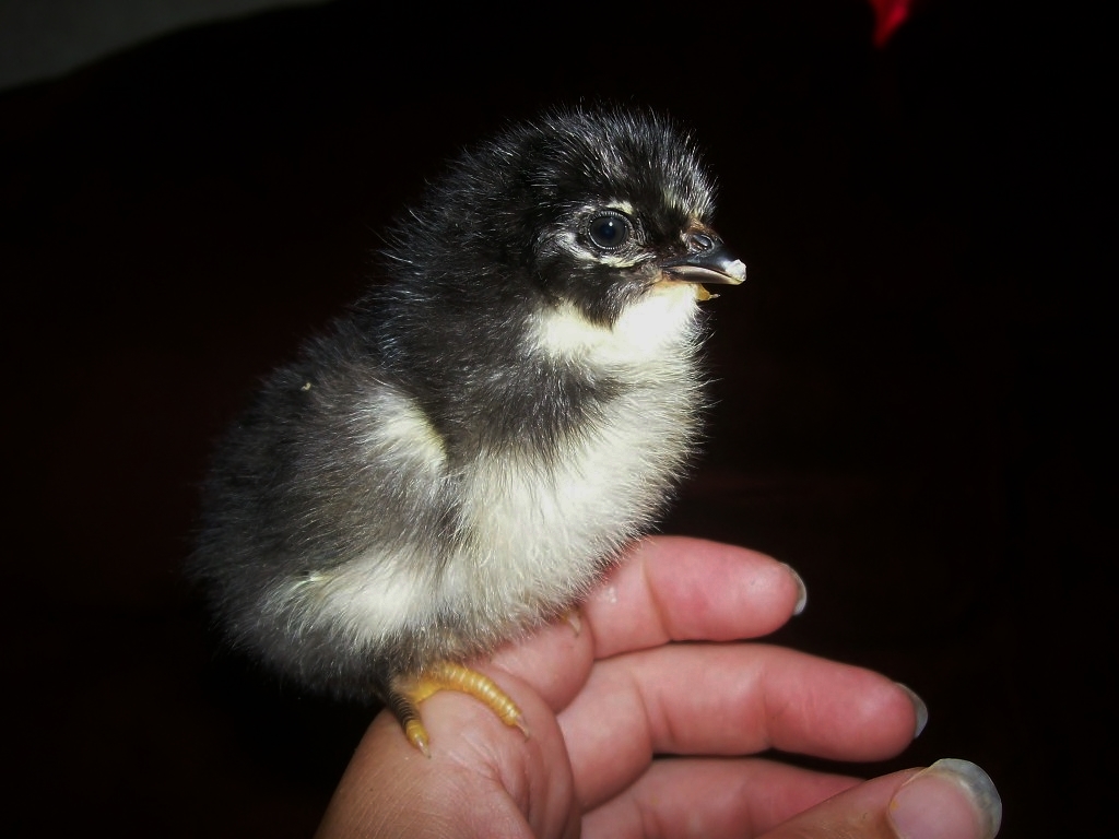 BARRED ROCK X EASTER EGGER
