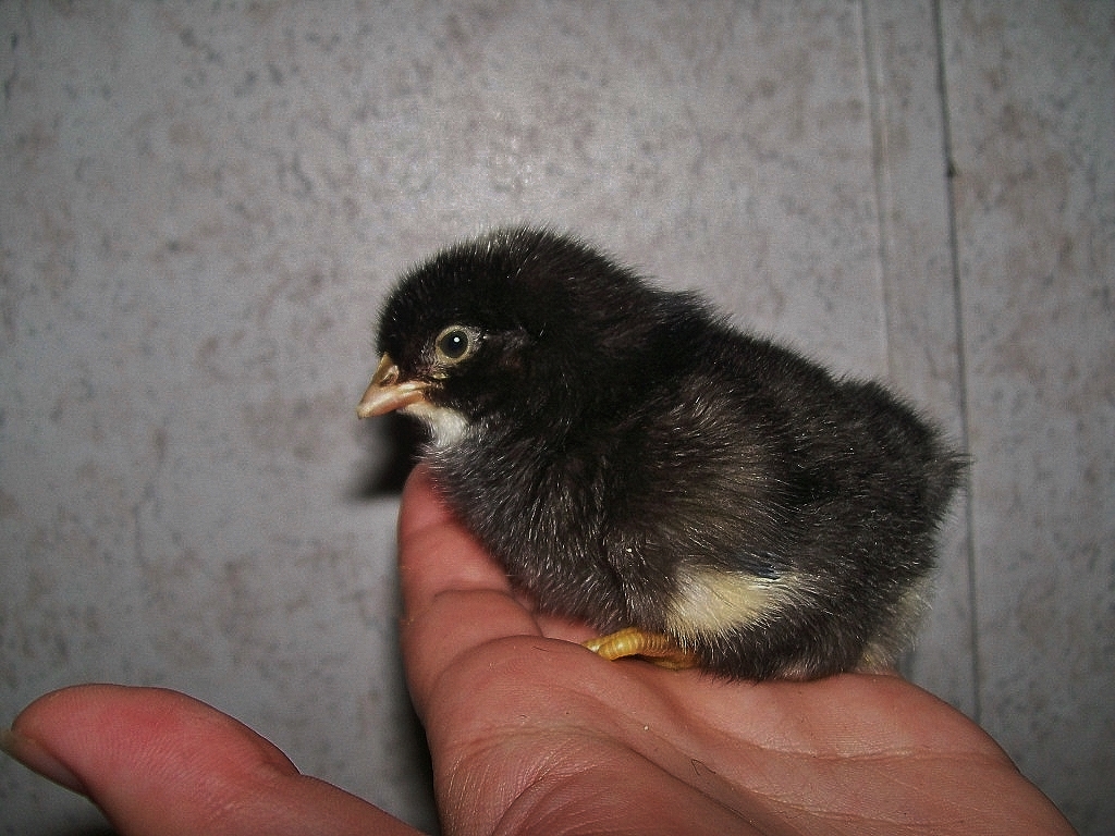 BARRED ROCK X EASTER EGGER