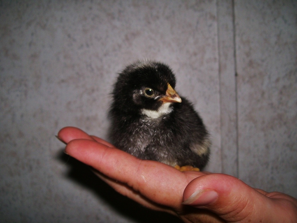 BARRED ROCK X EASTER EGGER