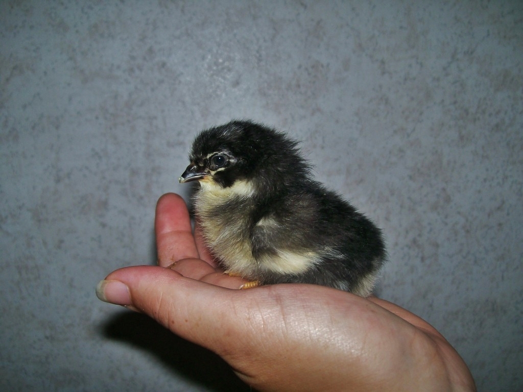 BARRED ROCK X EASTER EGGER