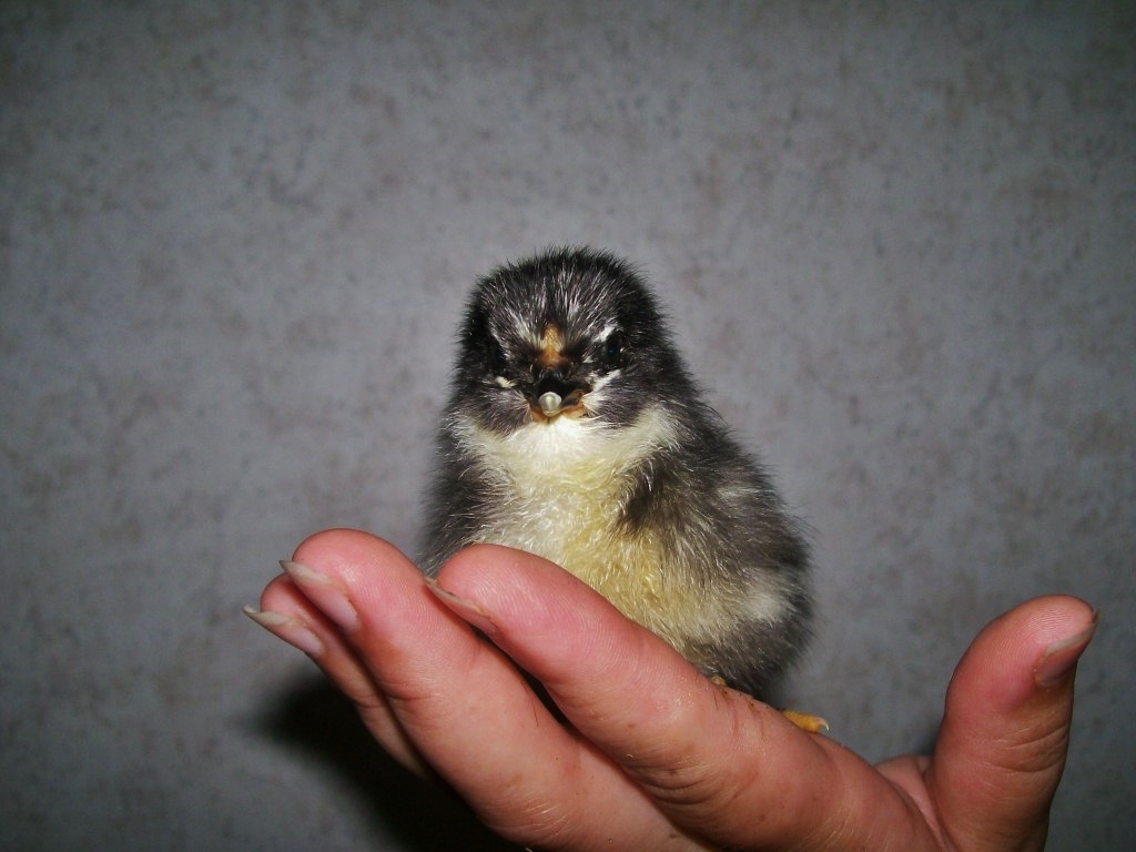 BARRED ROCK X EASTER EGGER