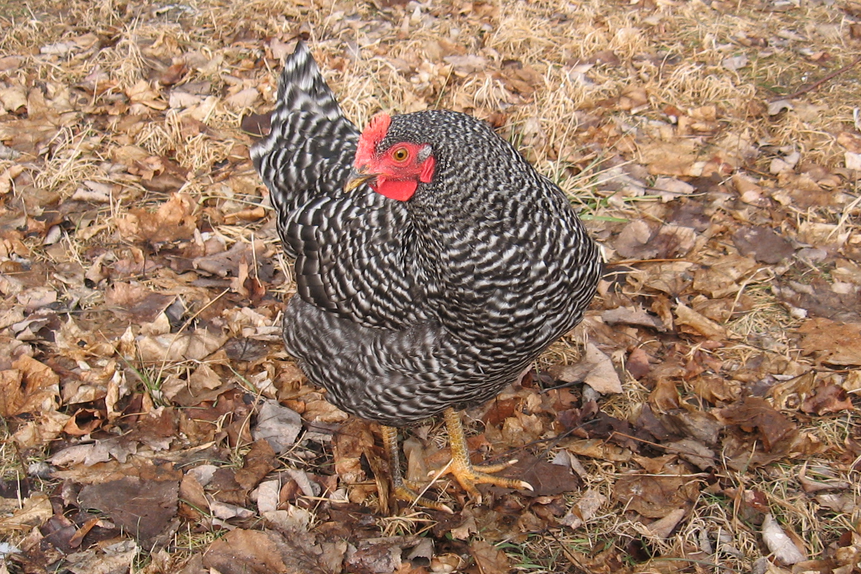 Barred Rock