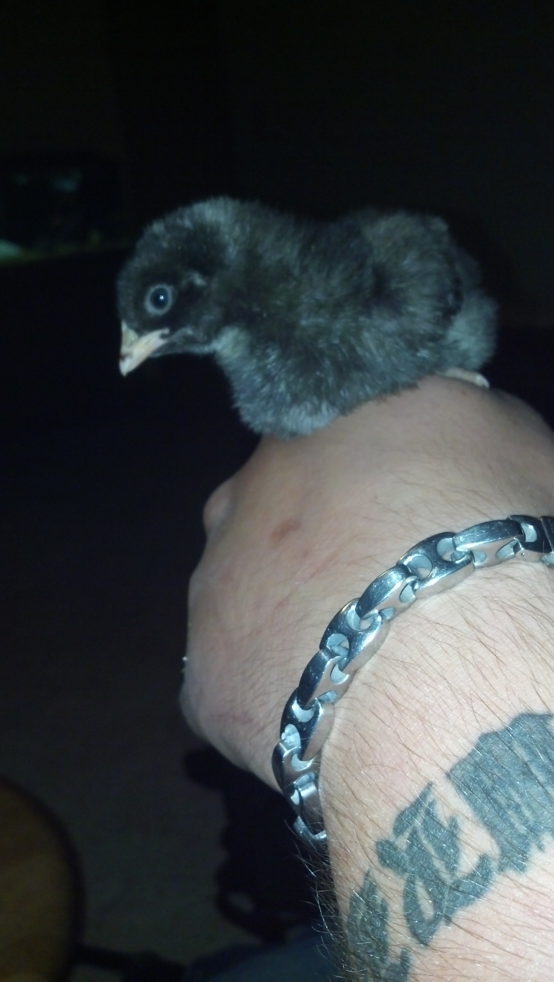 Barred rock