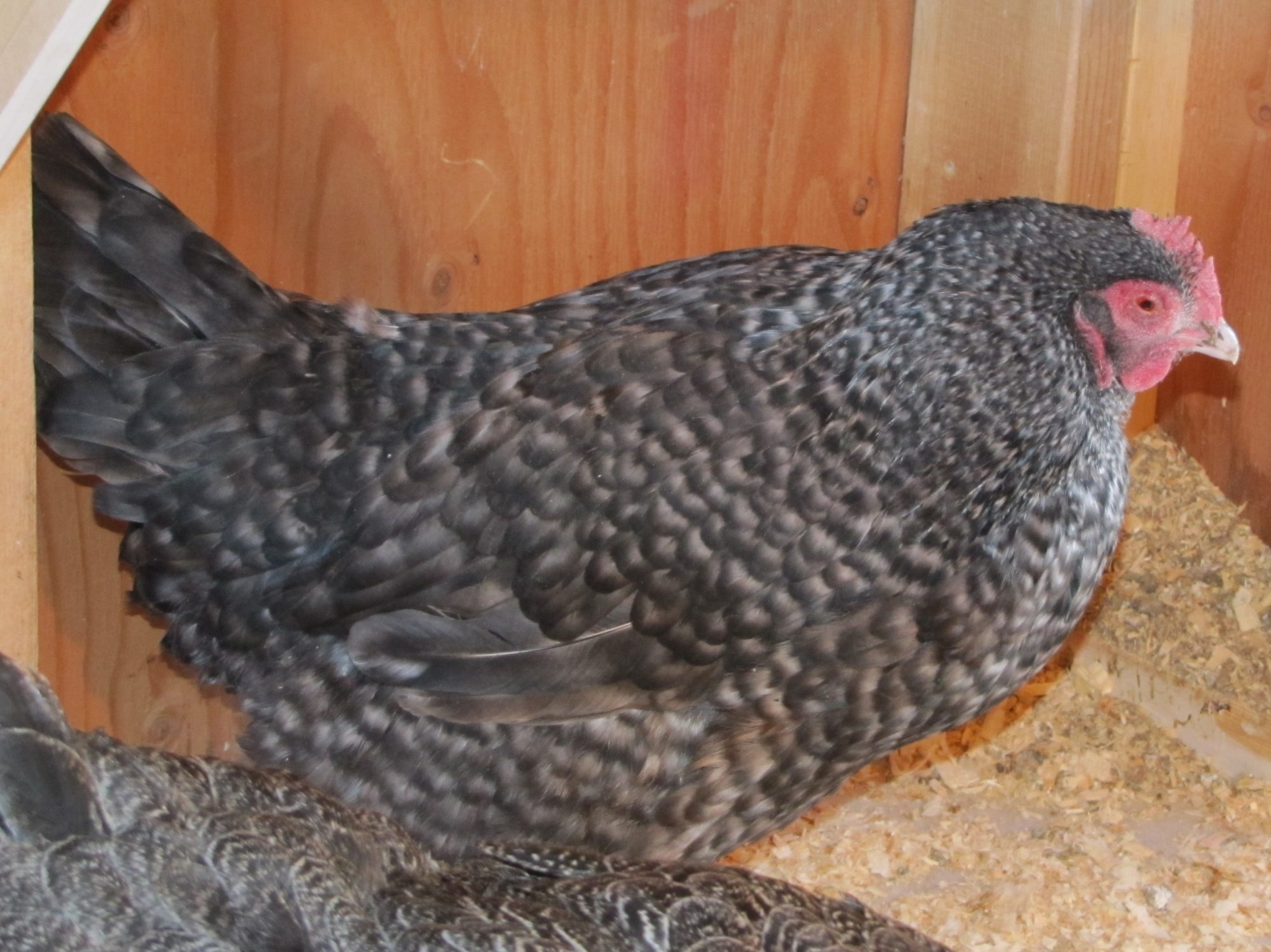 Barred Rock