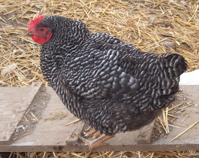 Barred Rock