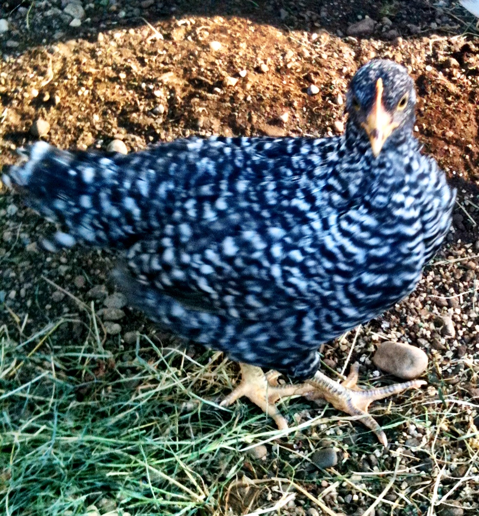Barred Rock