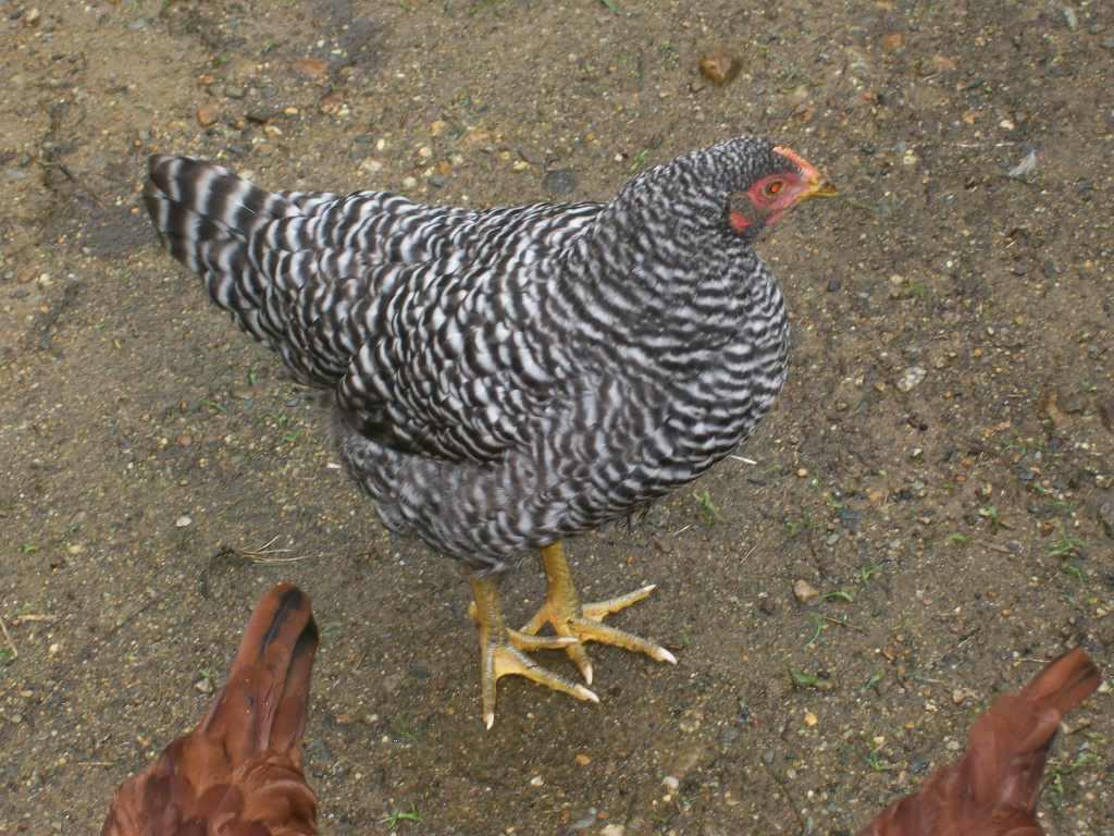 Barred Rock