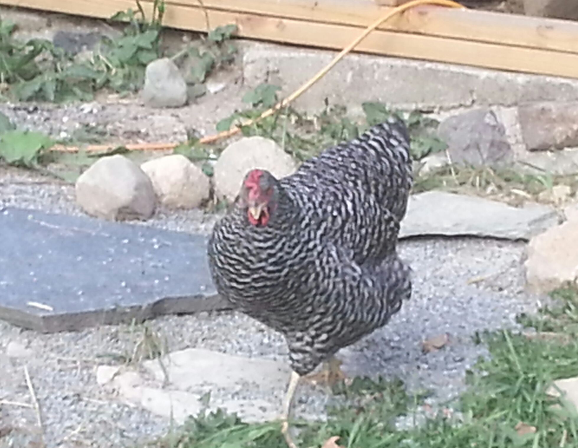 Barred Rock