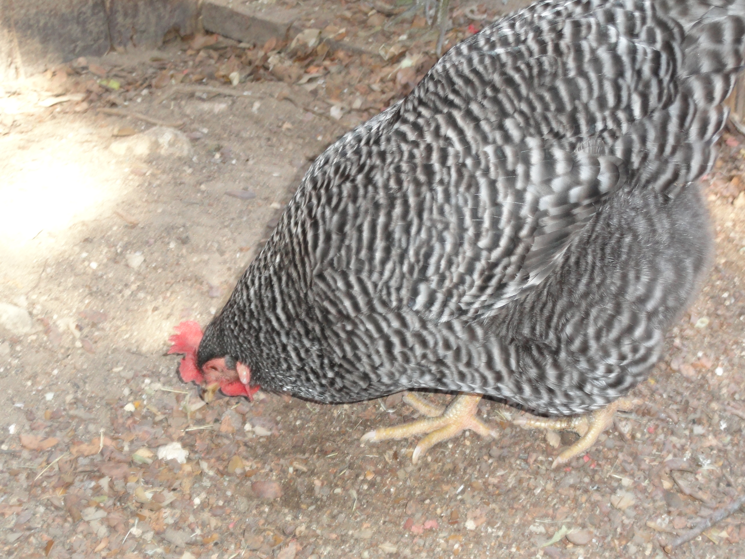(Barred Rock)
