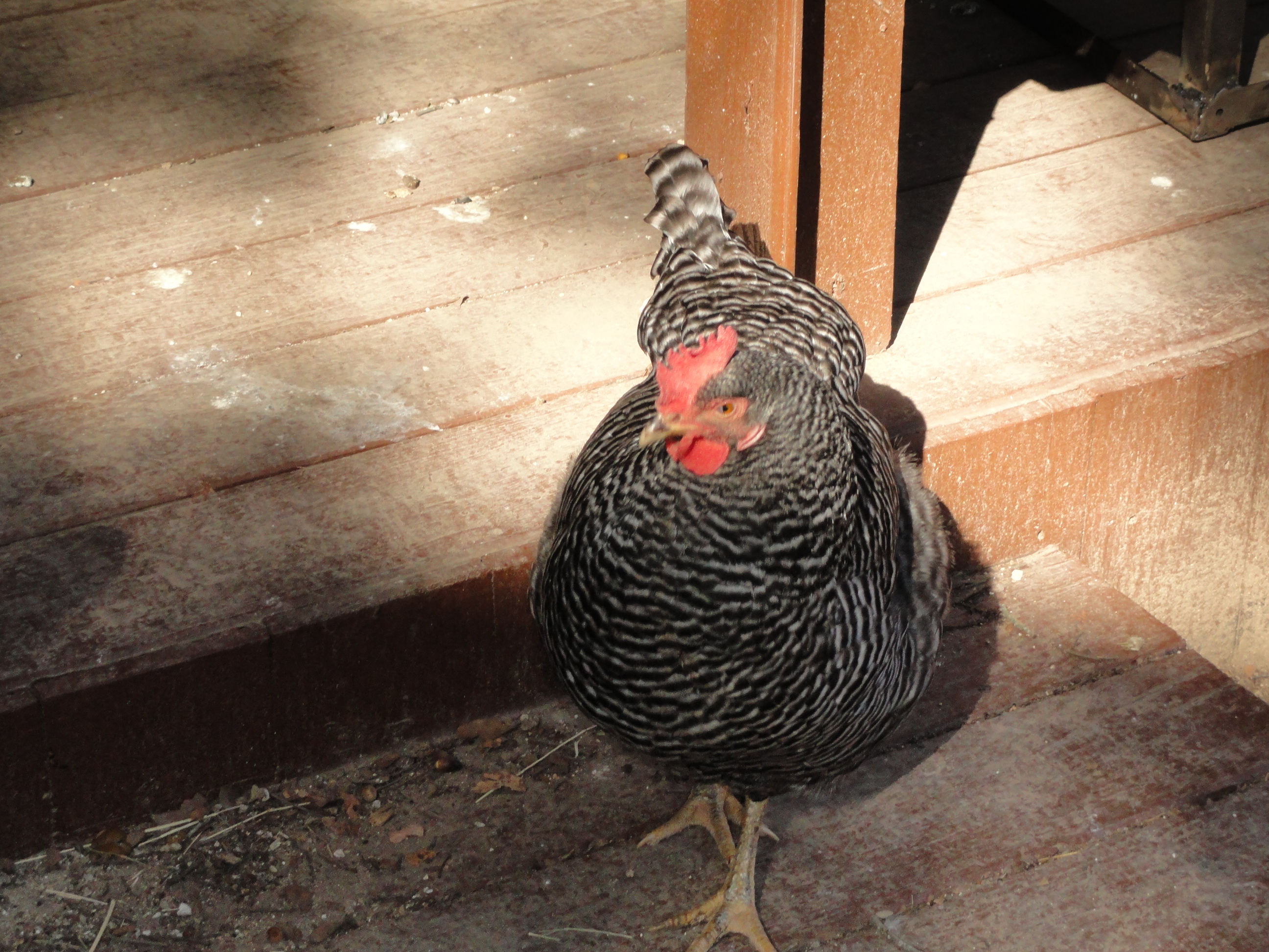 (Barred Rock)
