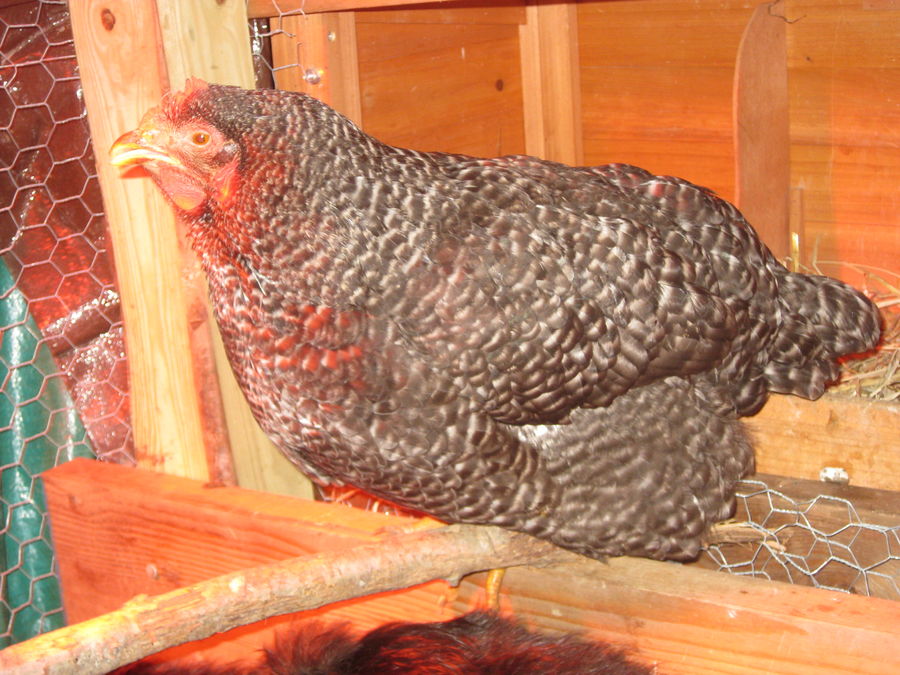 Barred Rock