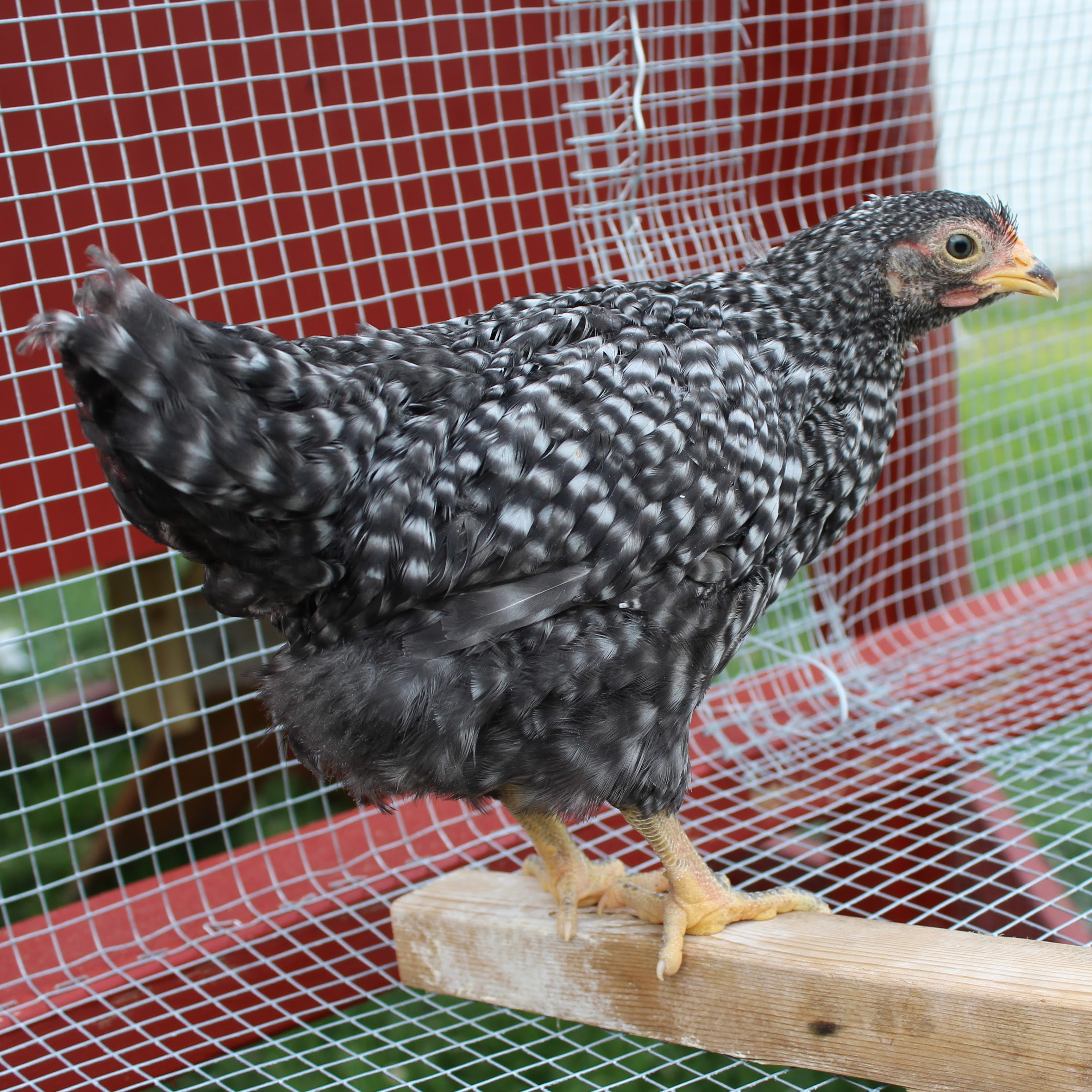 Barred Rock
