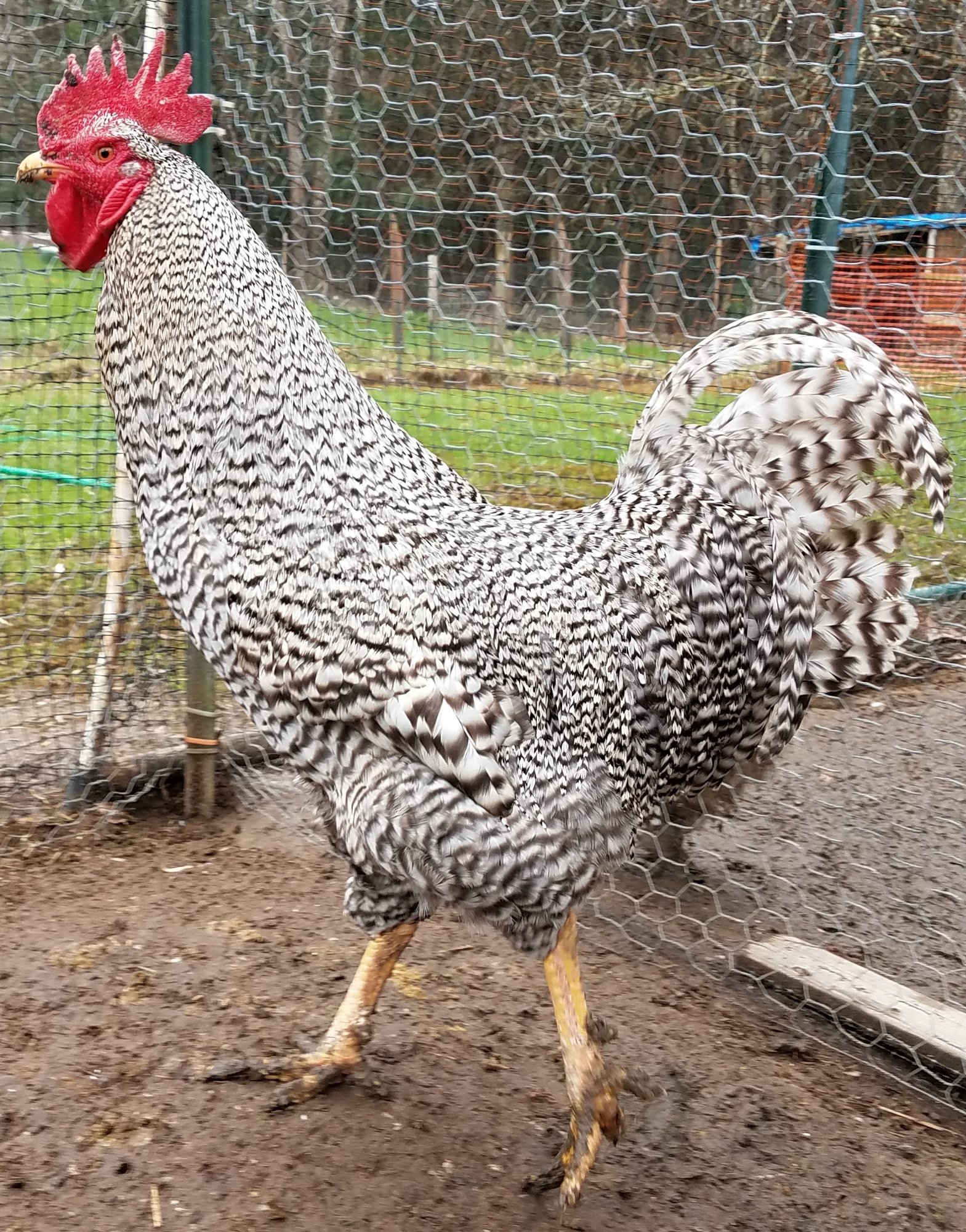 Barred Rock