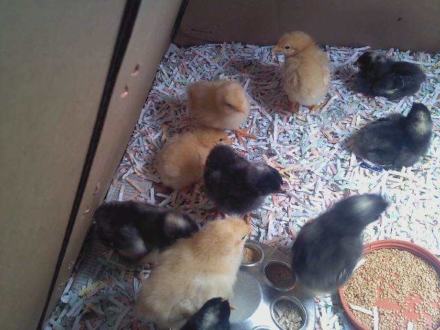 Barred Rocks and Buff Orpingtons 3/30/12
Born around March 26, 2012