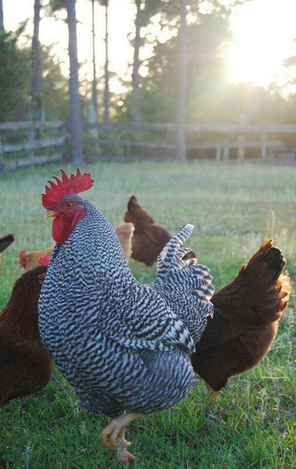 Barred rocks and Rhode Island reds