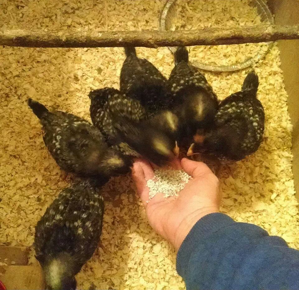 Barred rocks enjoying their bedtime snack from mama