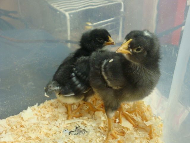 Barred Rocks Willa and Guin
*WIlla crowed @ 10 weeks and is now knows as Willa Wonka