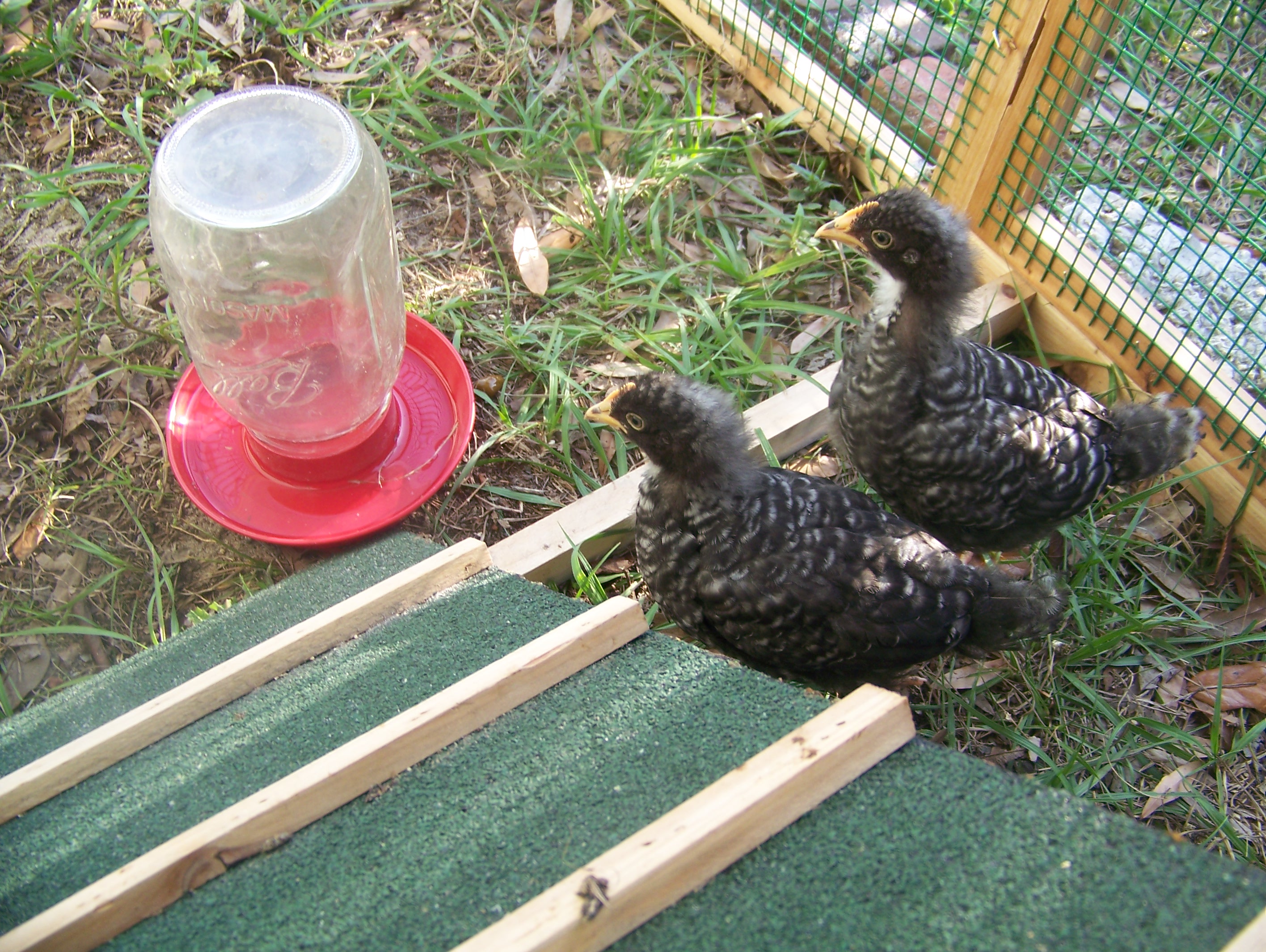 Barred Rocks