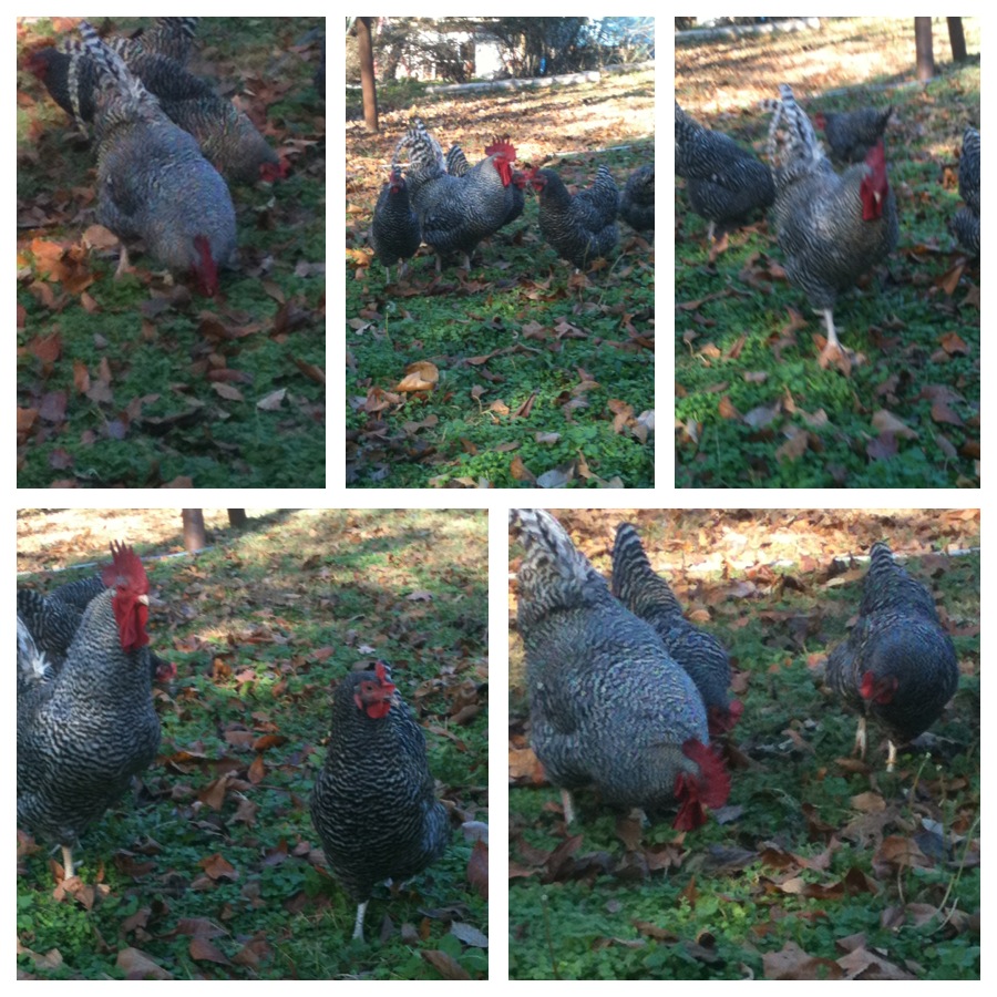 Barred Rocks