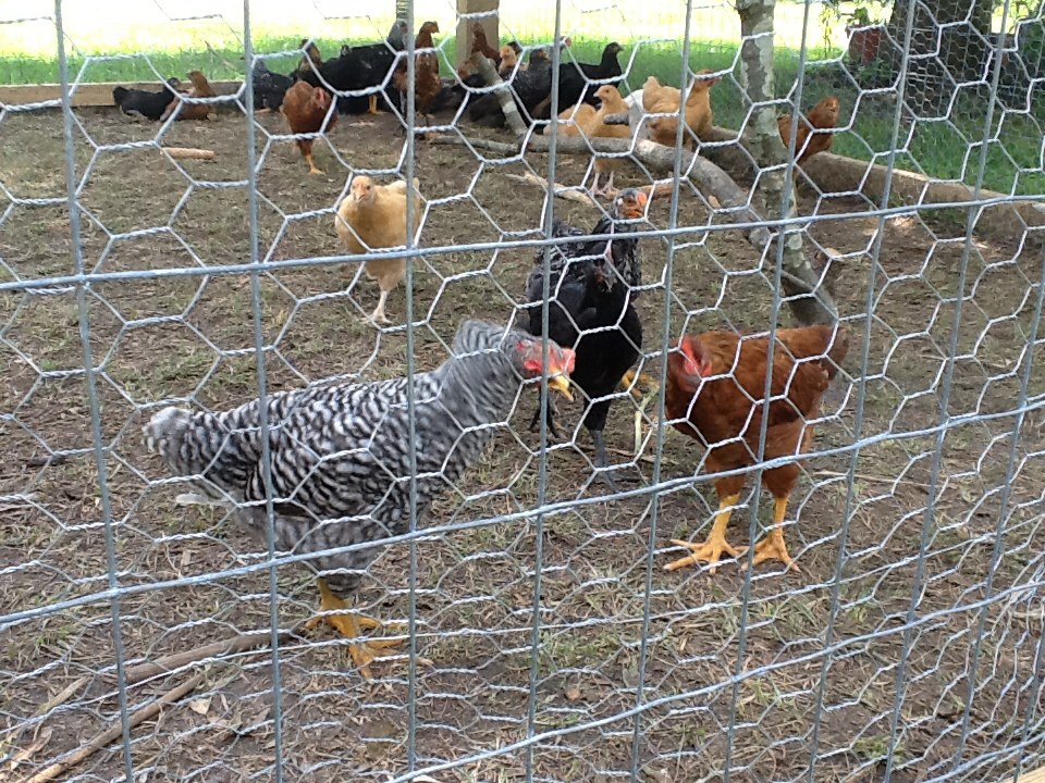 Barred rRock Cockerel, rocky