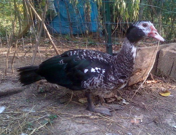 Barred wild pattern