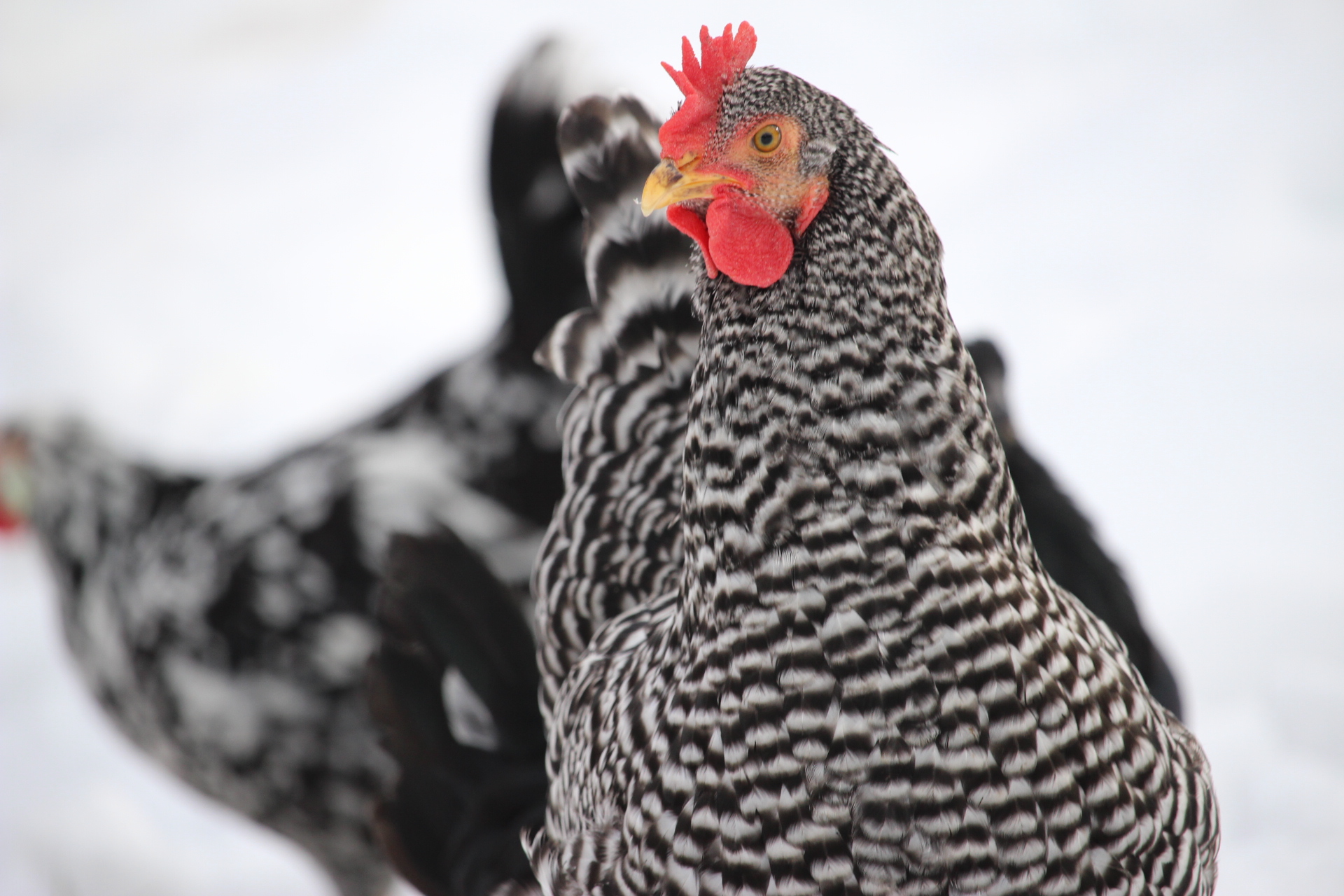 barred_rock_pullet_rooster1.JPG