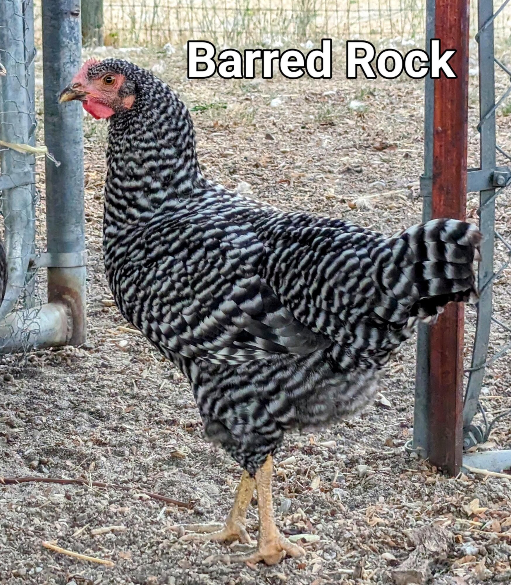 BarredRock.jpg