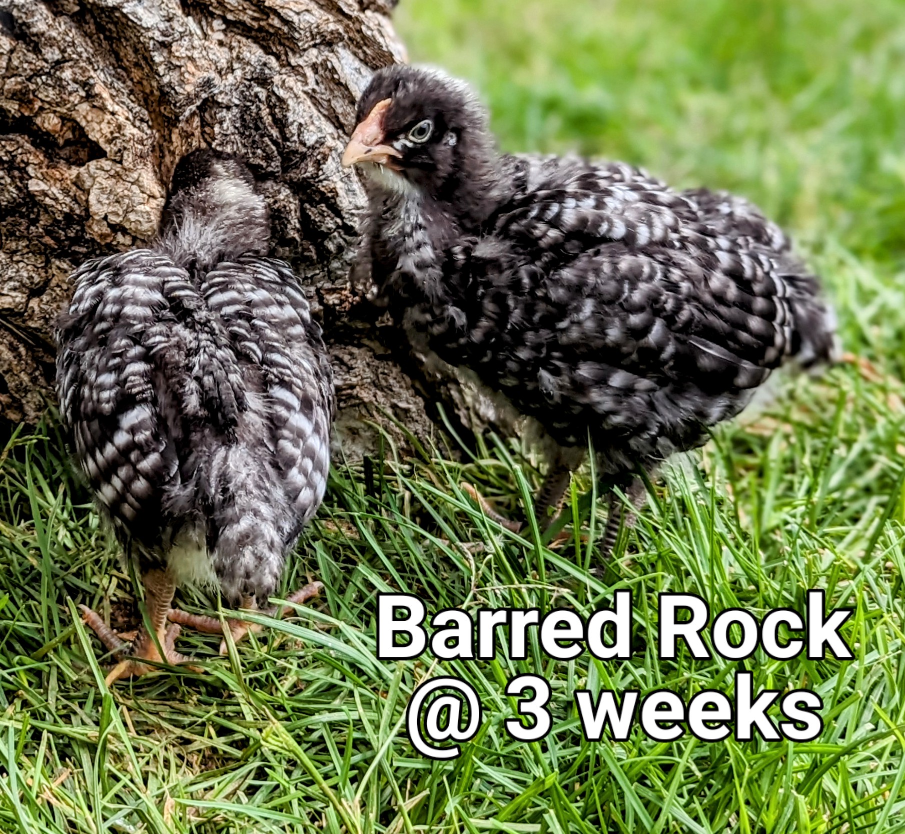 BarredRocks.PORTRAIT~2.jpg
