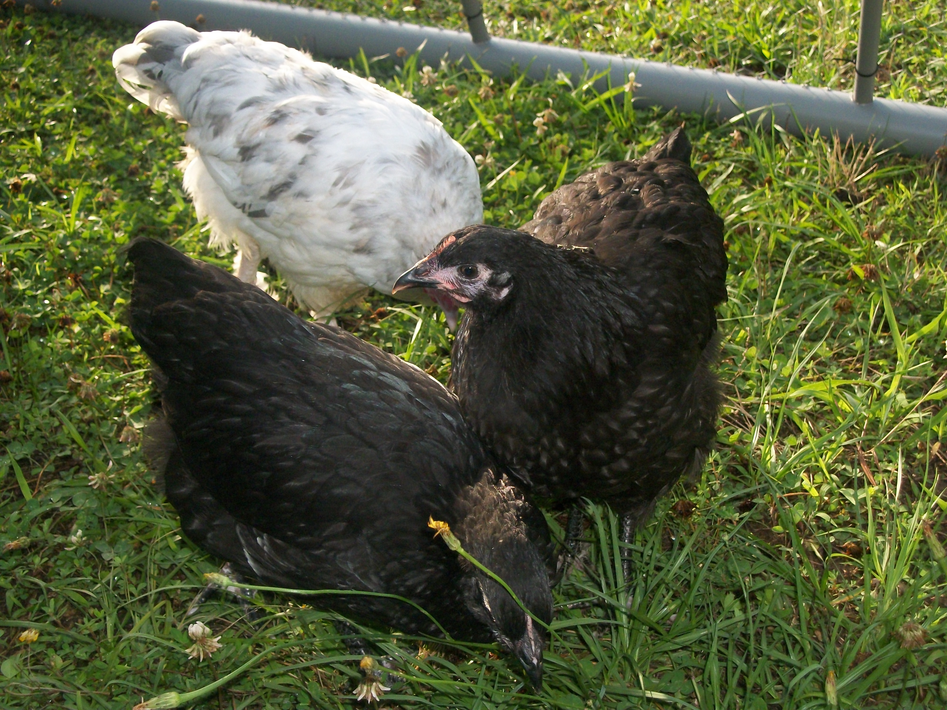 BA's and Splash Marans Roo