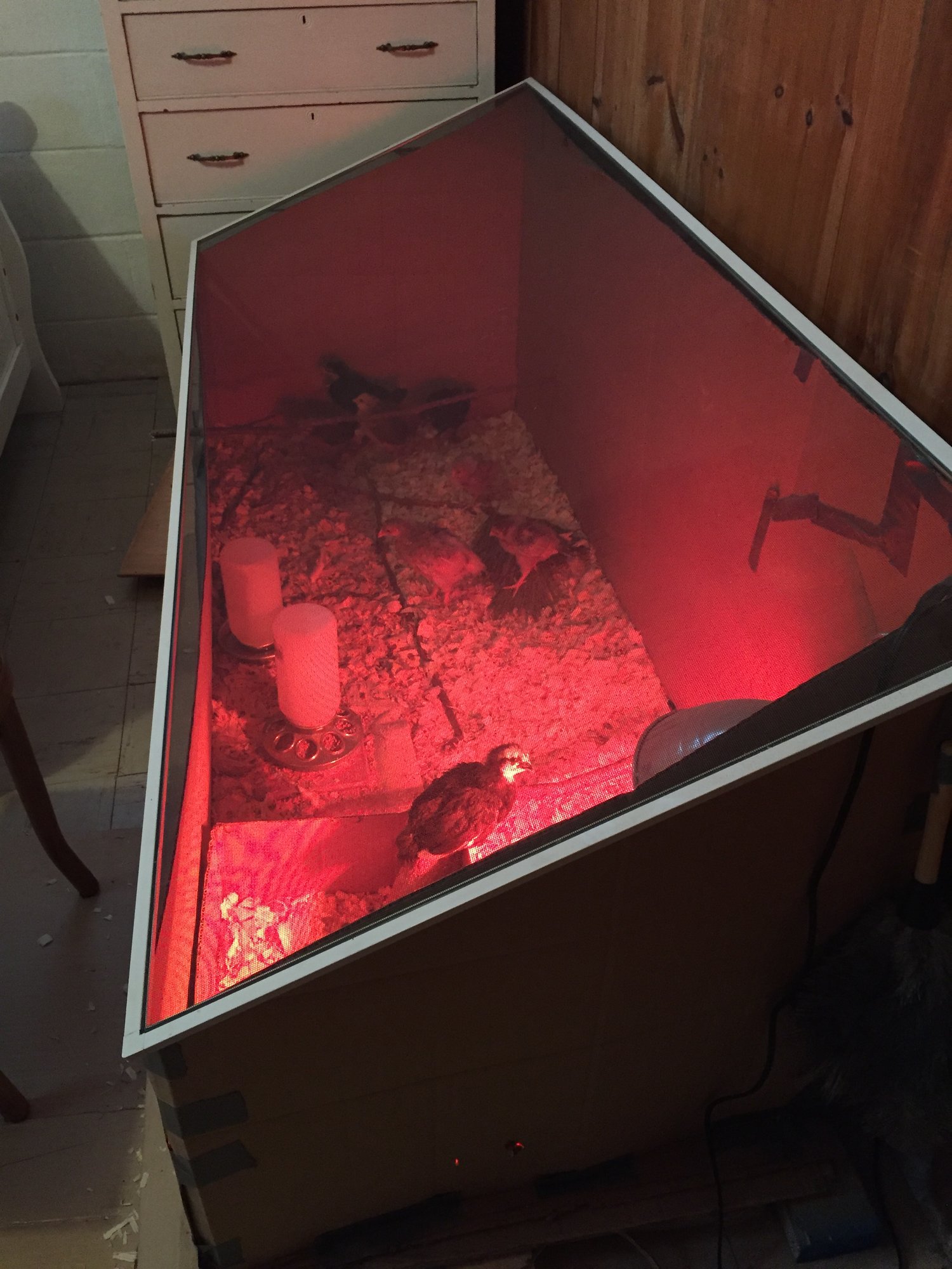 Basement Brooder