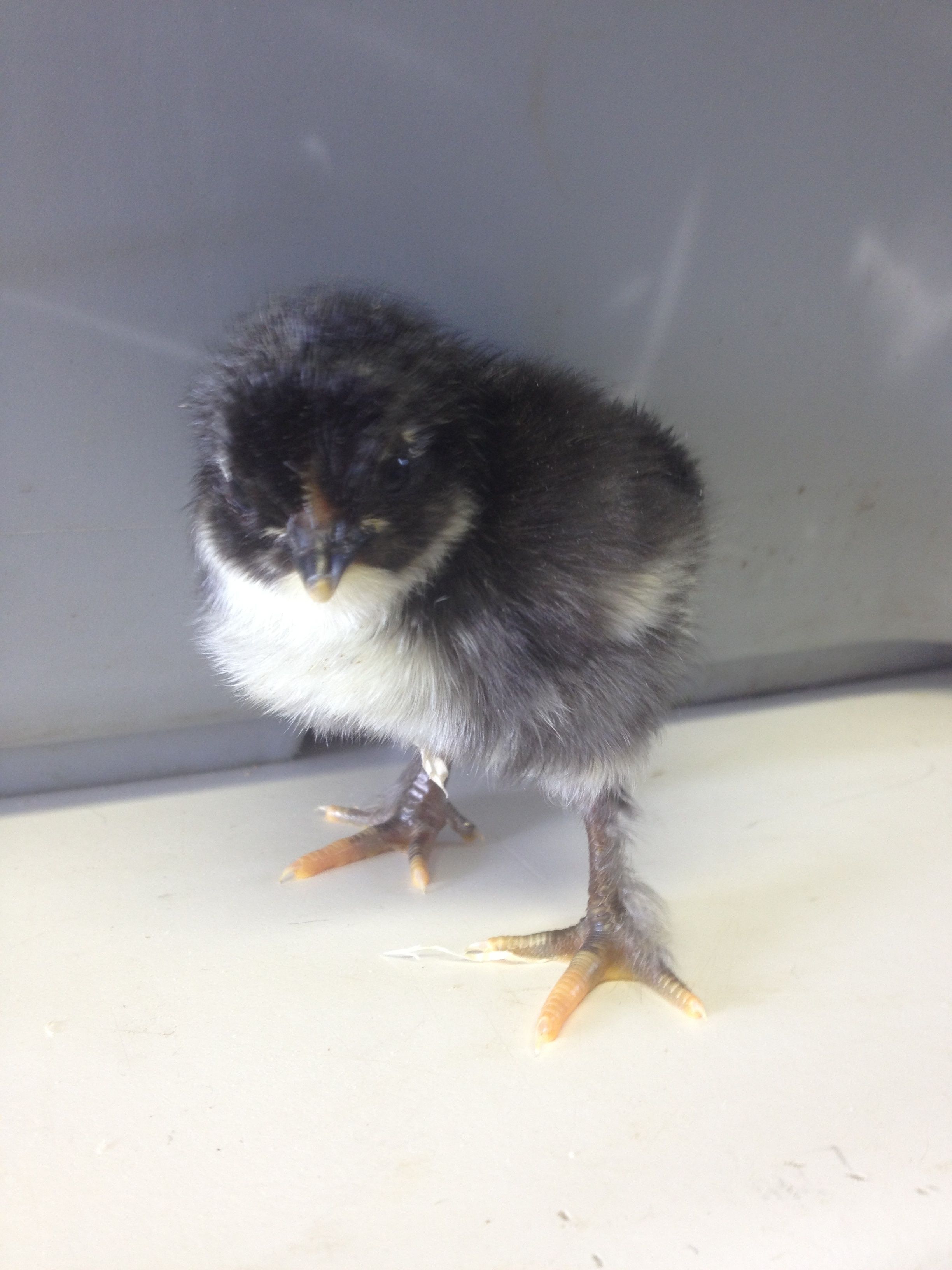 Basil - Black Copper Maran - 3 days