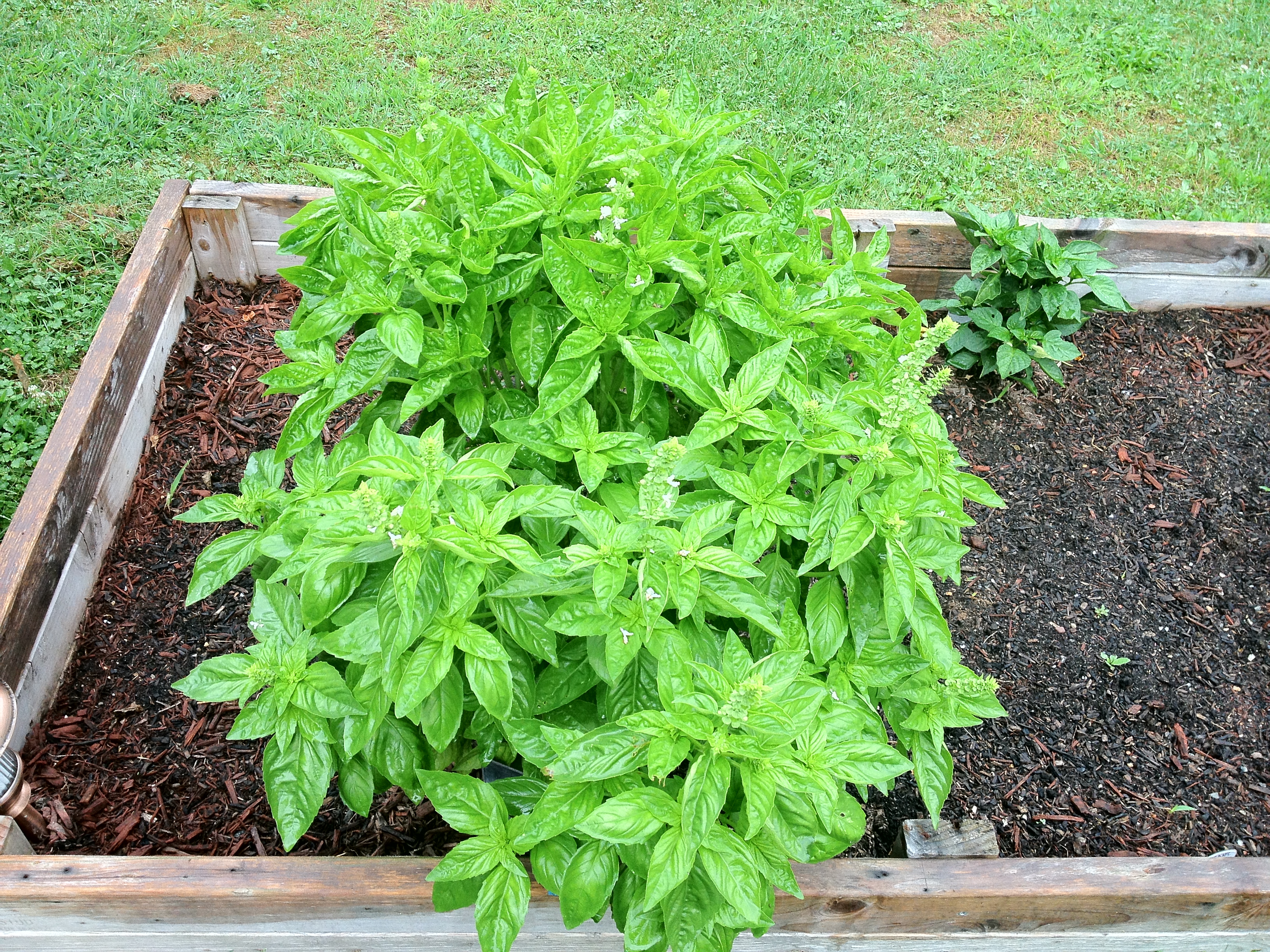 Basil