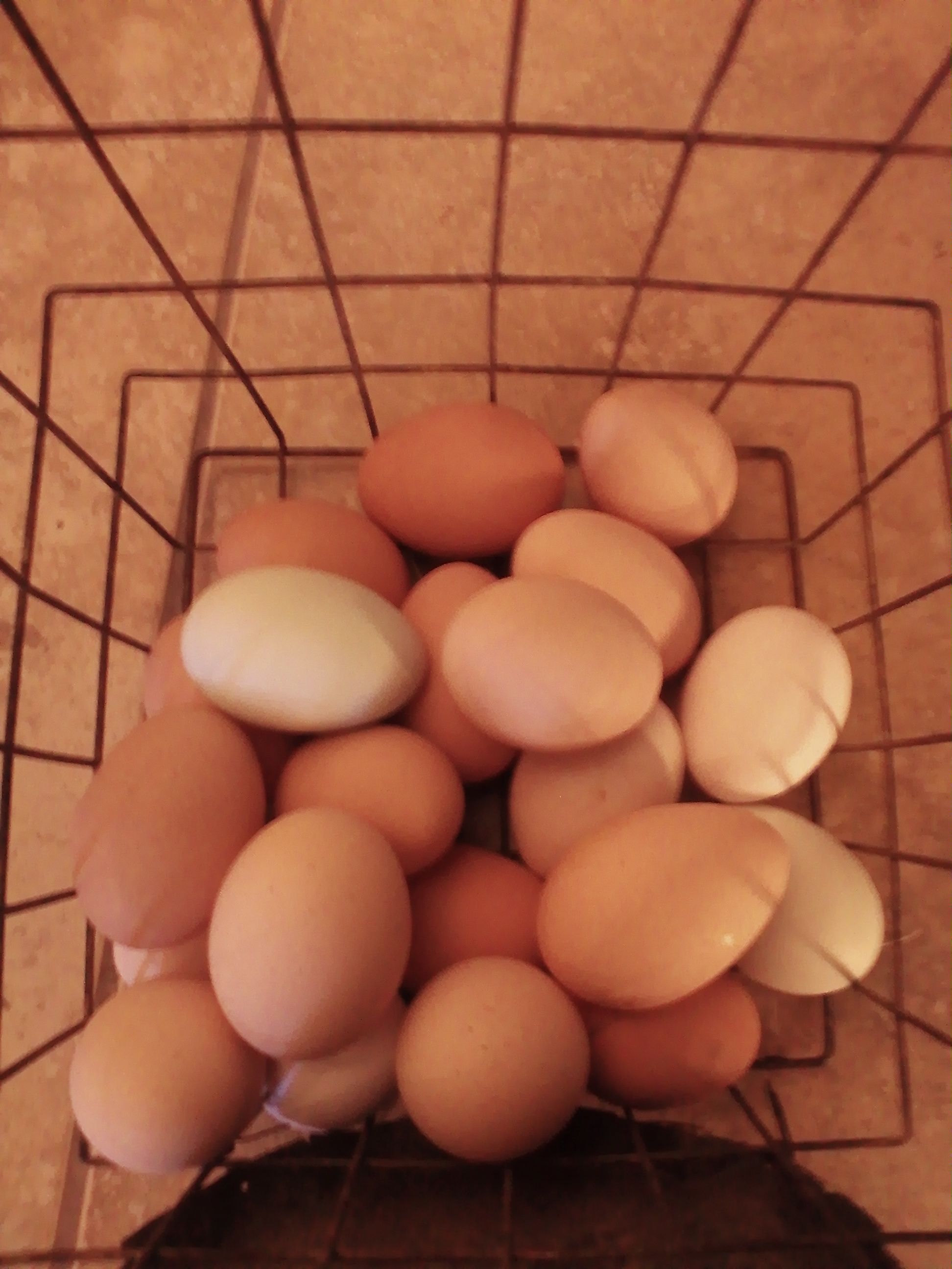 Basket of beautiful eggs!
