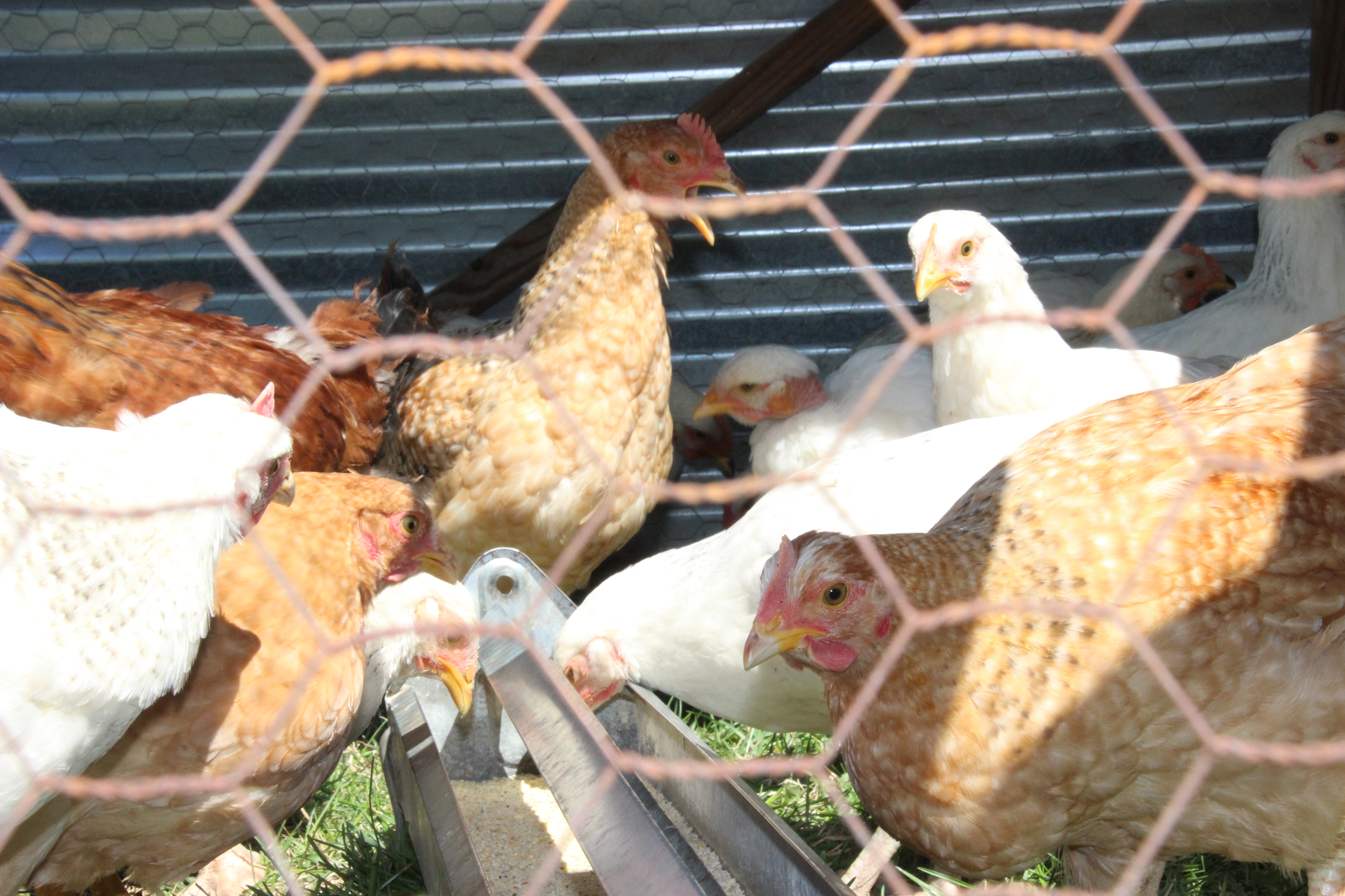 Batch #1 - 63 Days old in Chicken Tractors