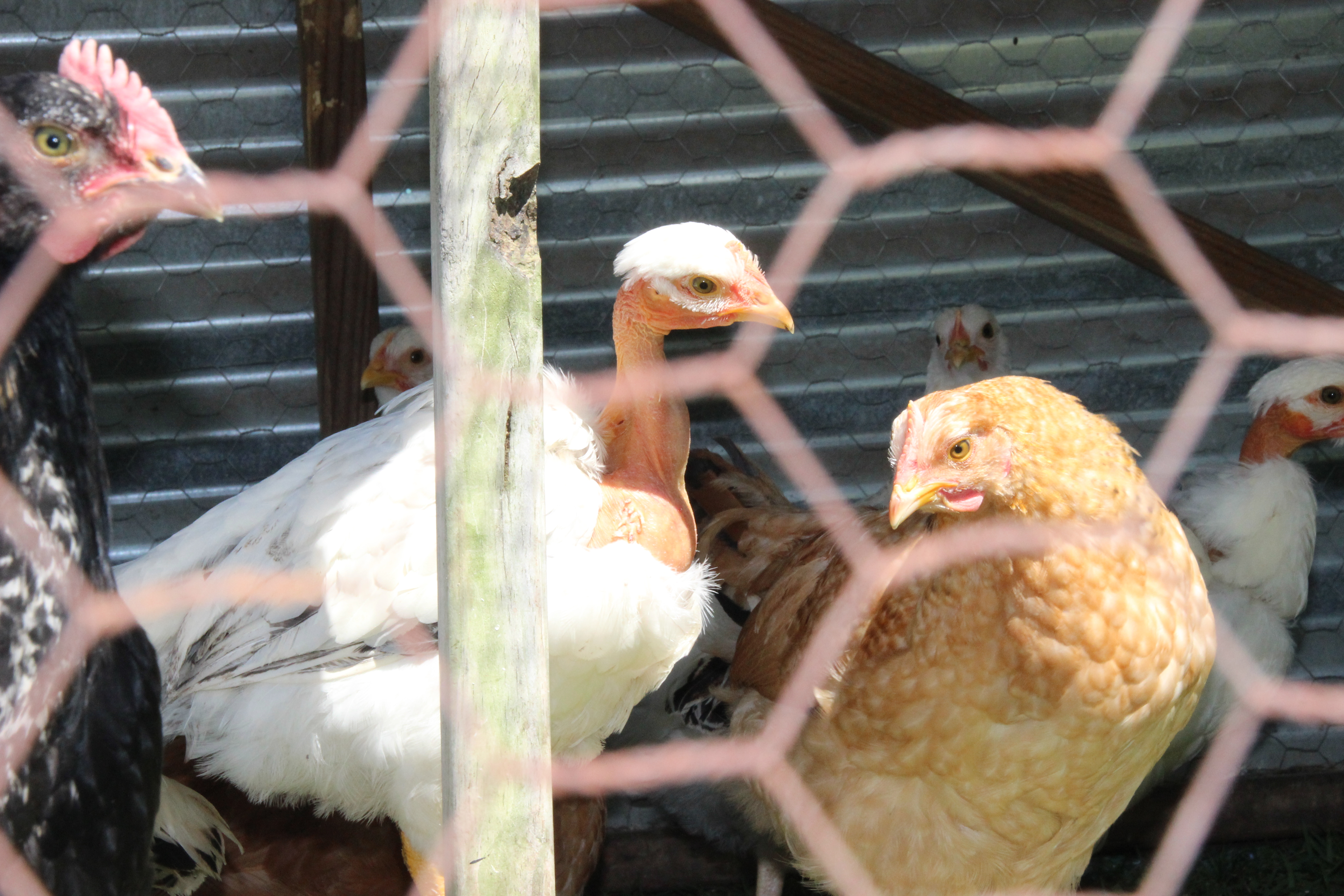 Batch #1 - 63 Days old in Chicken Tractors