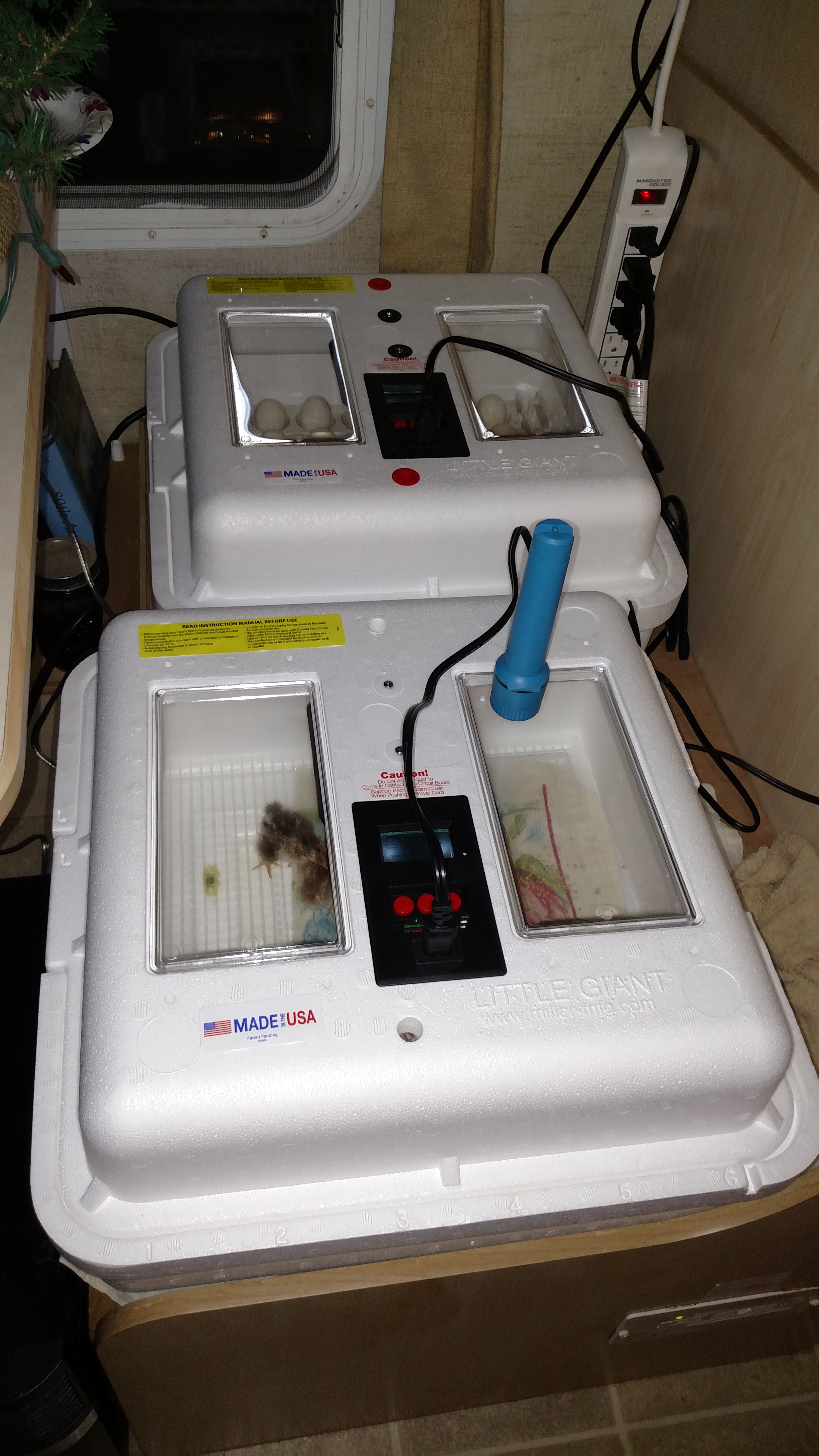 Batch incubating.  Coming out in 3 weeks.  Going to attempt to build some"cooler bators".