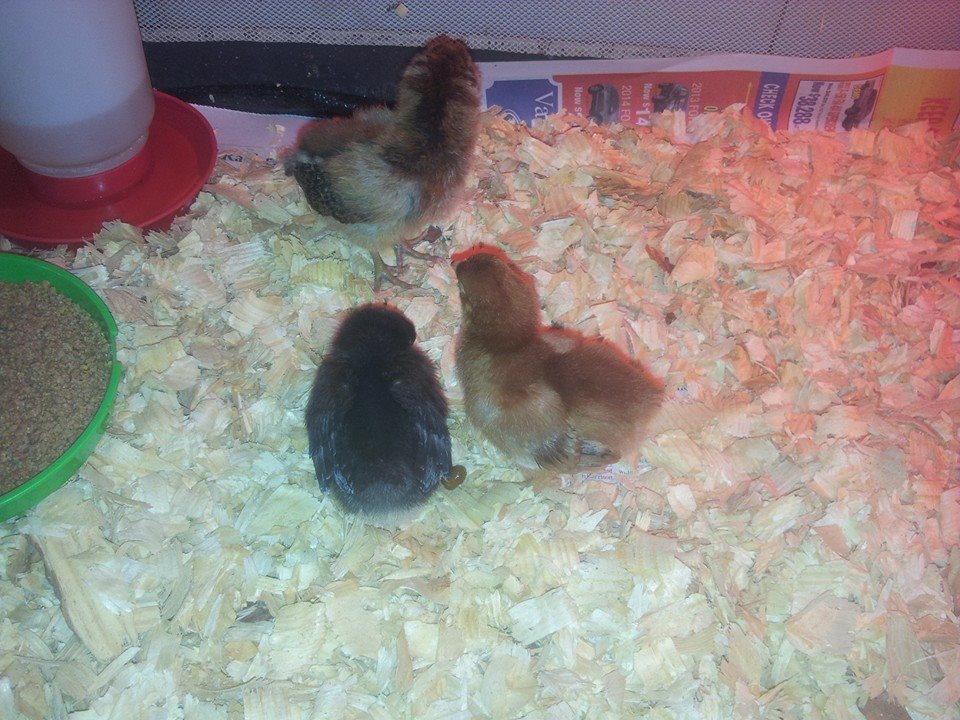 Batch two