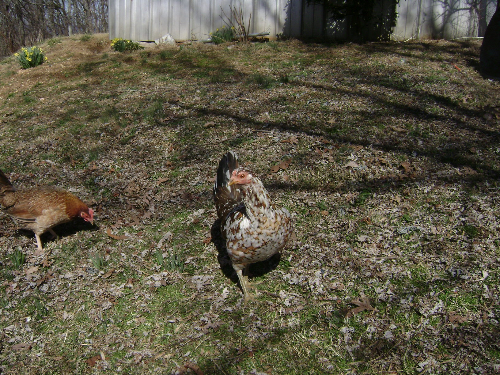 BATES HATCH HEN BEHINED HER A BUTCHER HEN