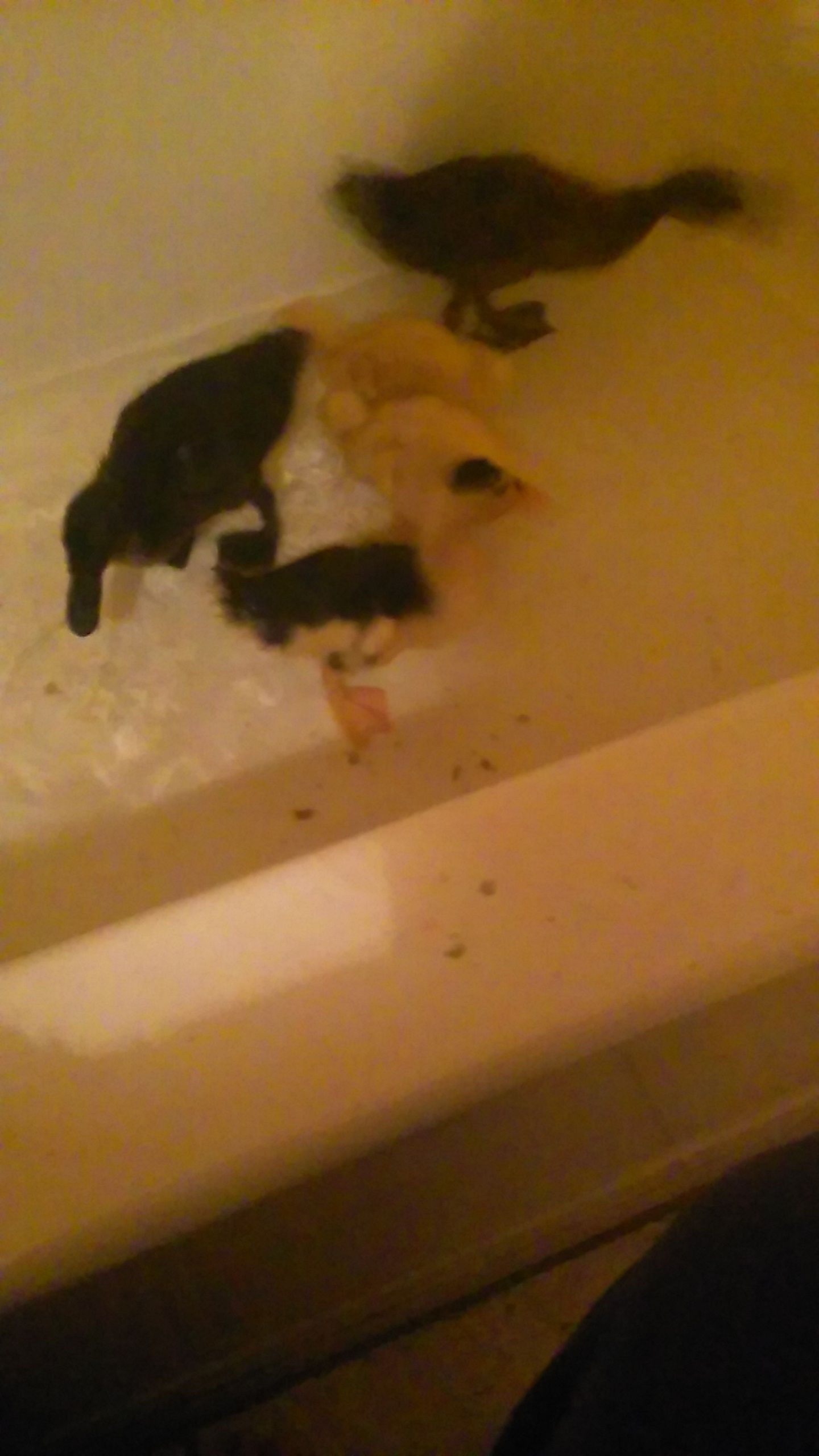 Bath time for the baby ducks