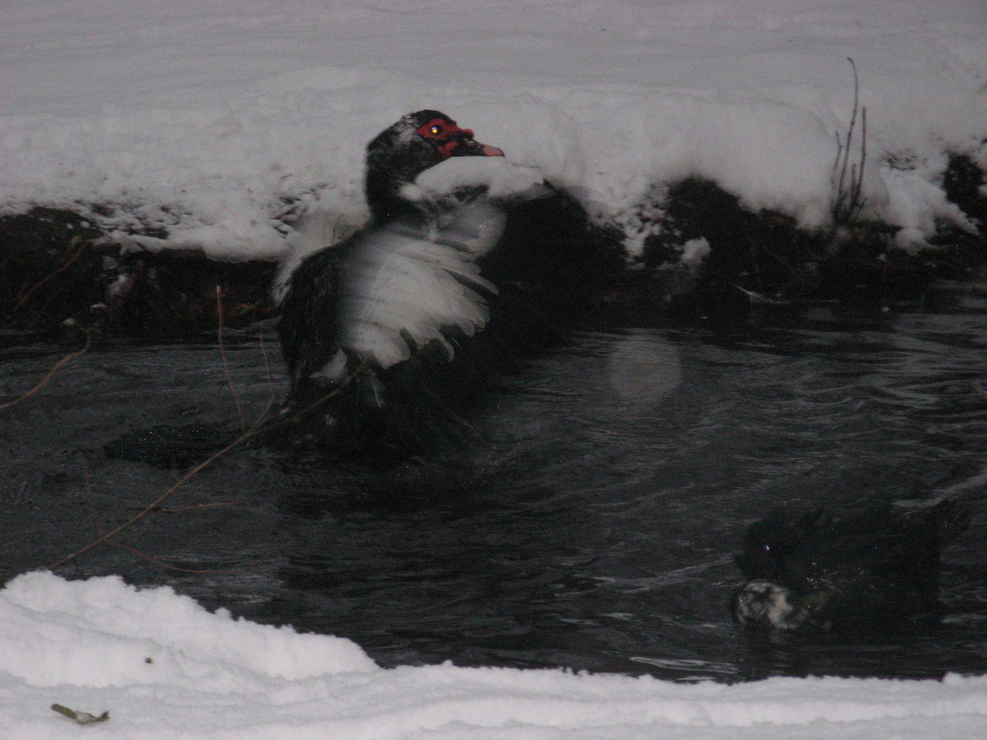 Bath time -- LOVE my Muskovys!!!