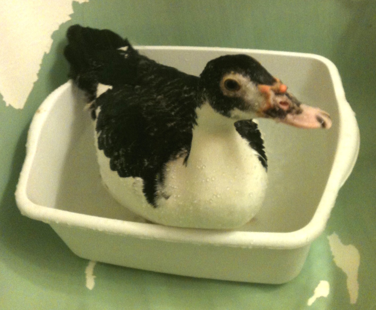 BATH TIME!