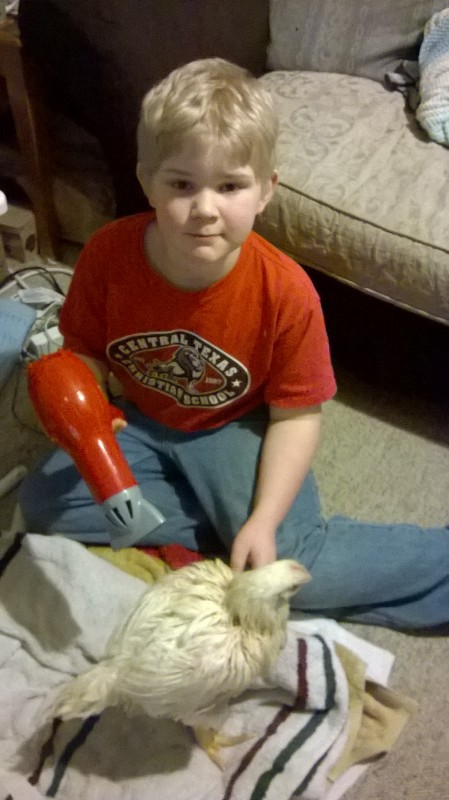 Bathing the show chickens, they loved the blow dryer