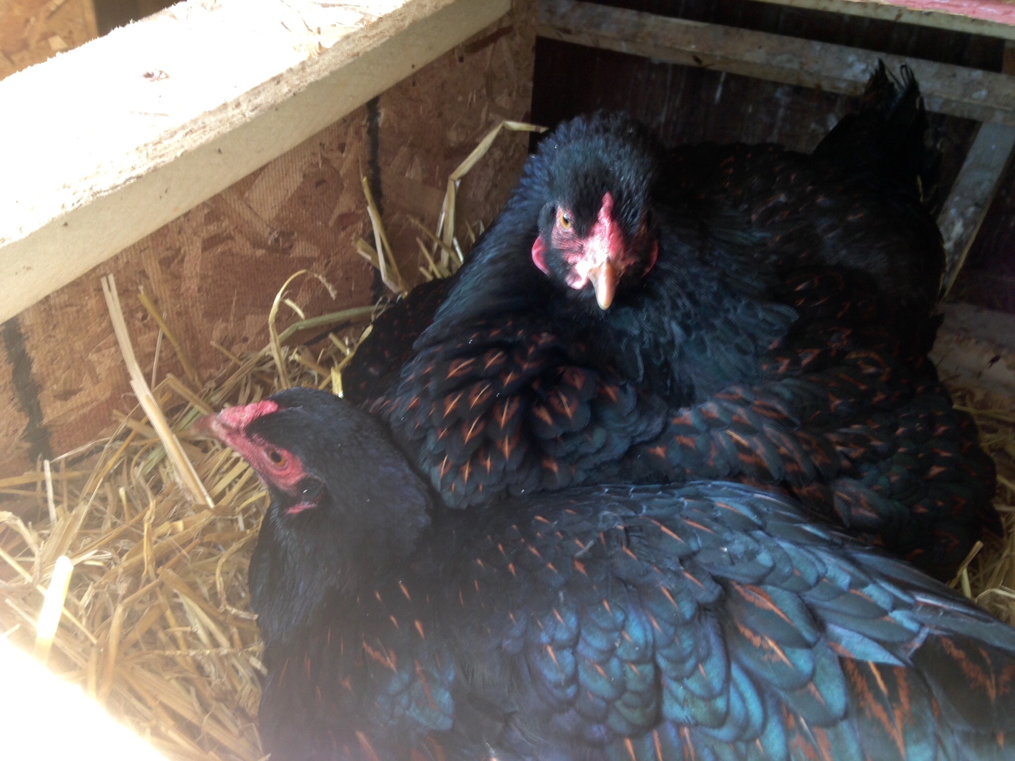 Battles over the nest boxes, the girl in back is broody and sitting on everything she can.