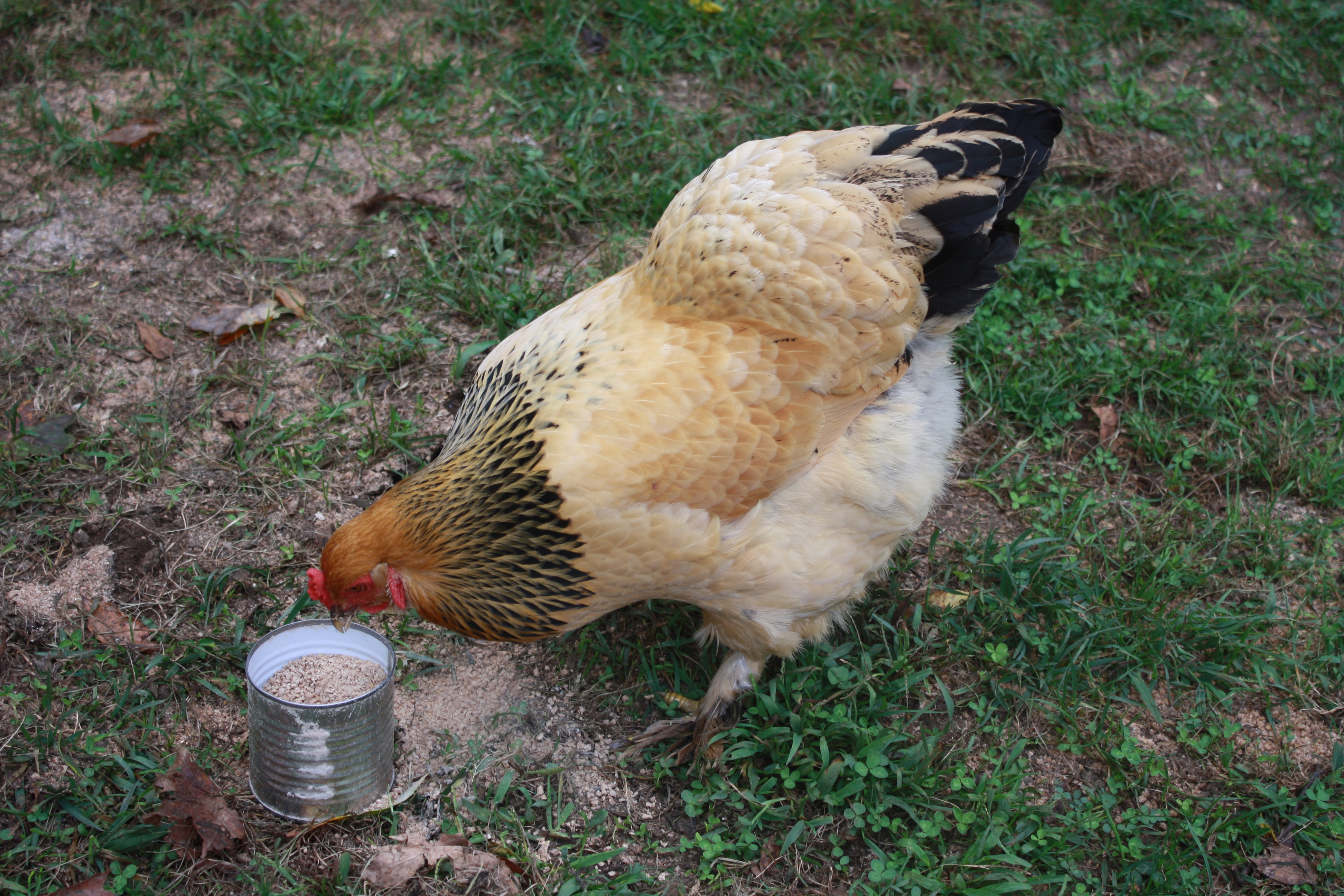 Batty checking out the can of good food.